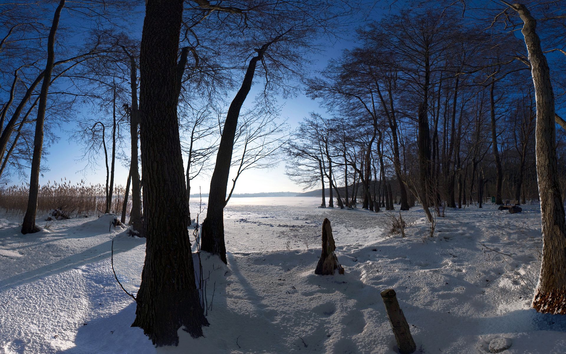 138459 Hintergrundbild herunterladen winter, natur, bäume, schnee, koffer, trunks, nast, präsent - Bildschirmschoner und Bilder kostenlos