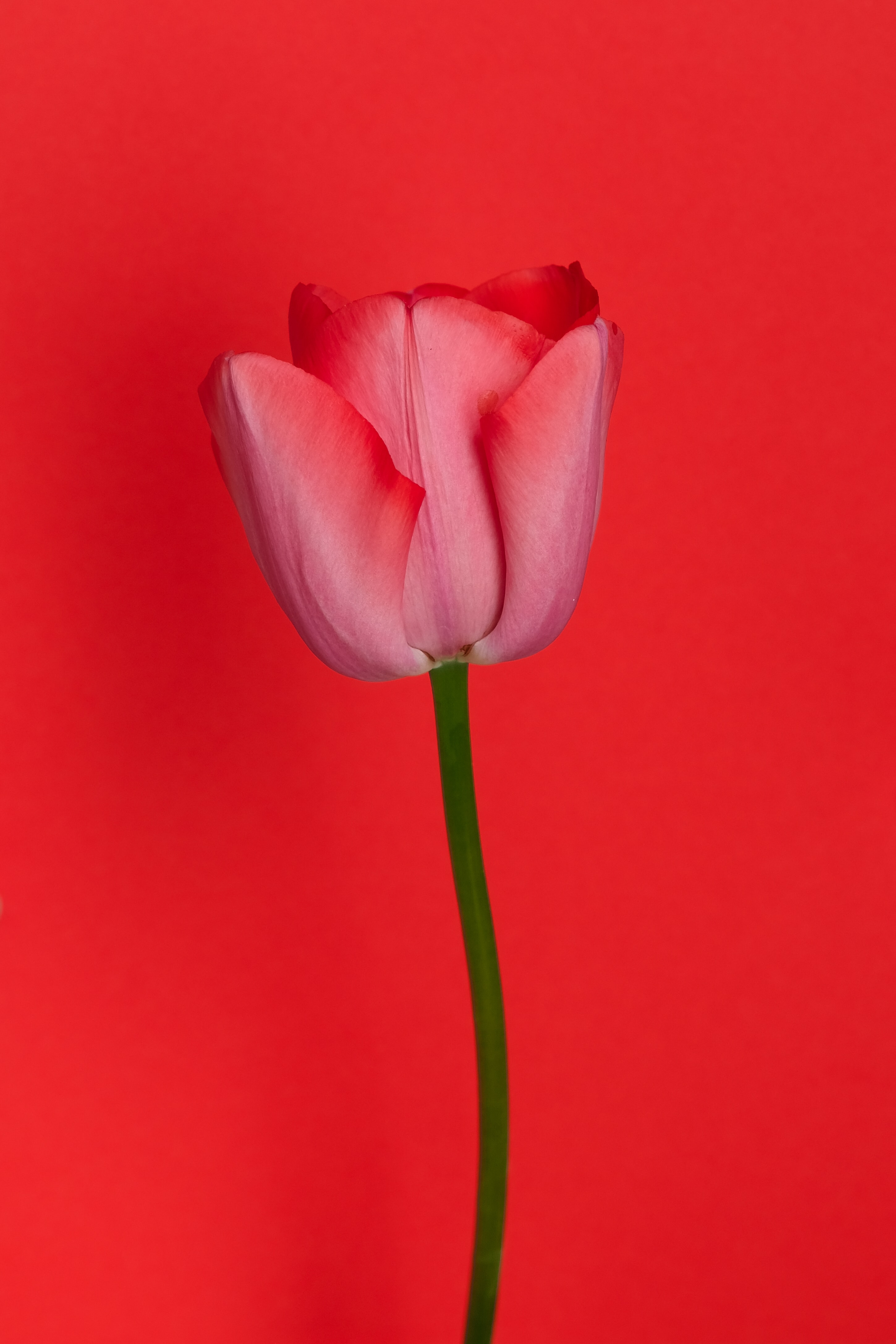 114971 Bildschirmschoner und Hintergrundbilder Tulpe auf Ihrem Telefon. Laden Sie fantasie, rot, blume, tulpe, tulip Bilder kostenlos herunter