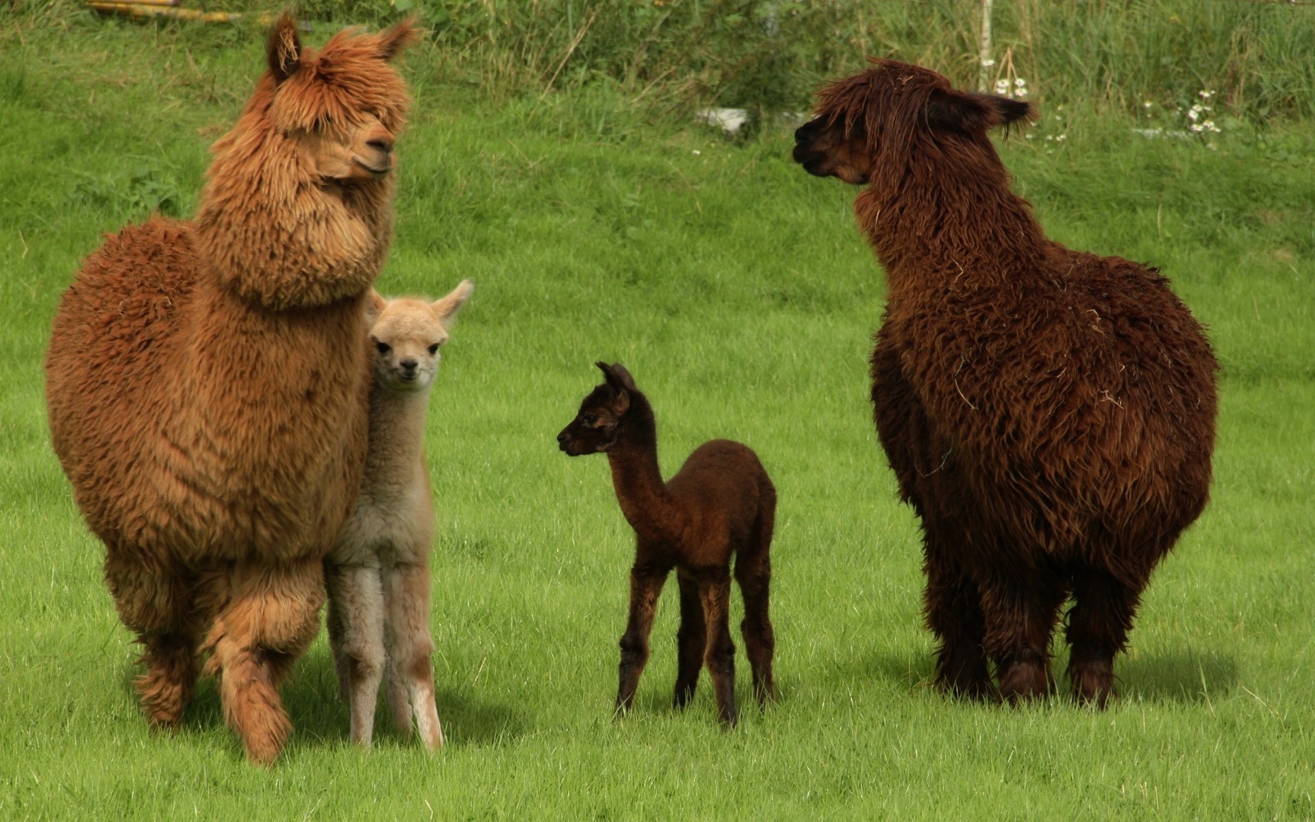 Descargar las imágenes de Alpaca gratis para teléfonos Android y iPhone,  fondos de pantalla de Alpaca para teléfonos móviles