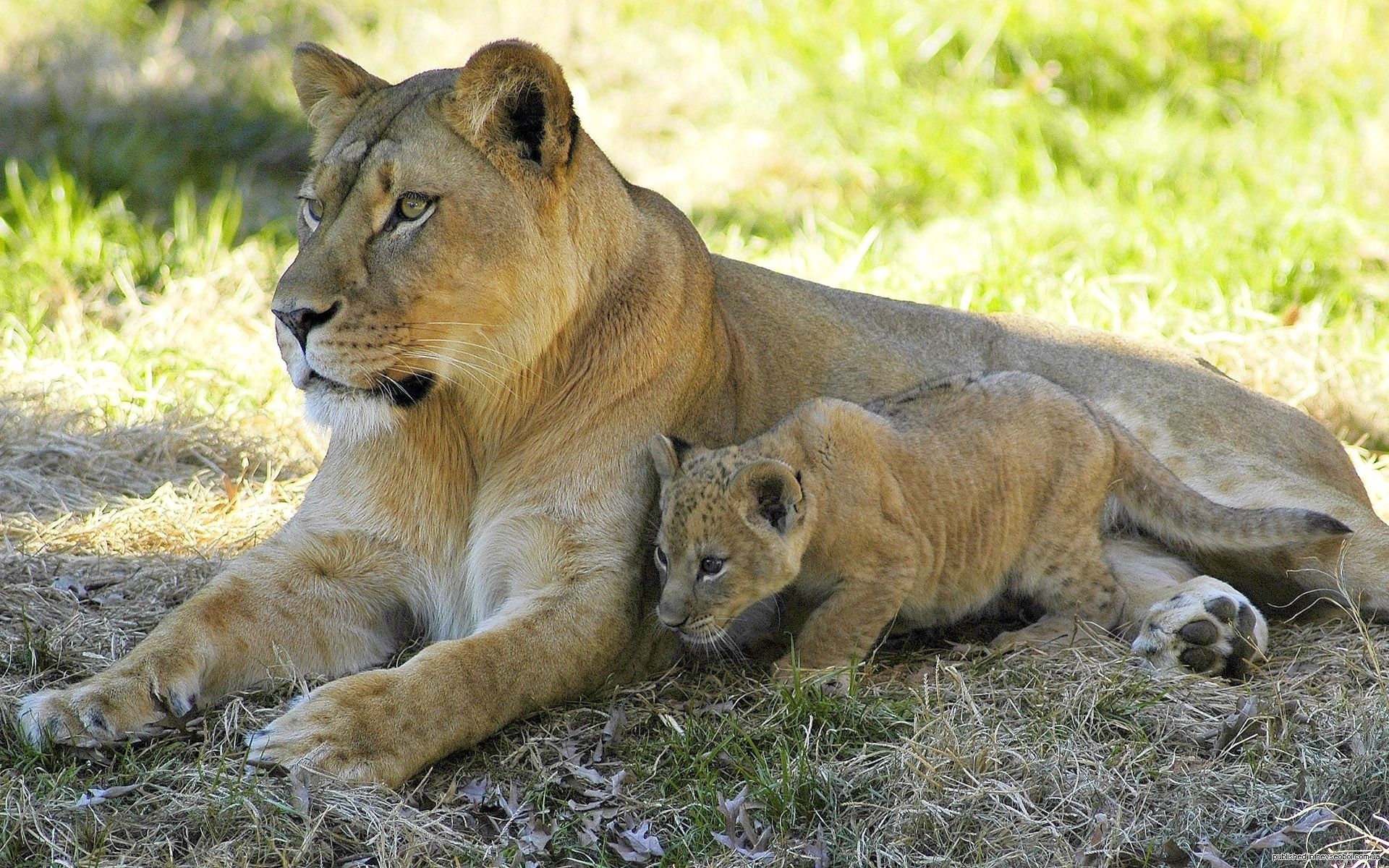 Mobile Wallpaper Lioness animals, couple, pair, to lie down