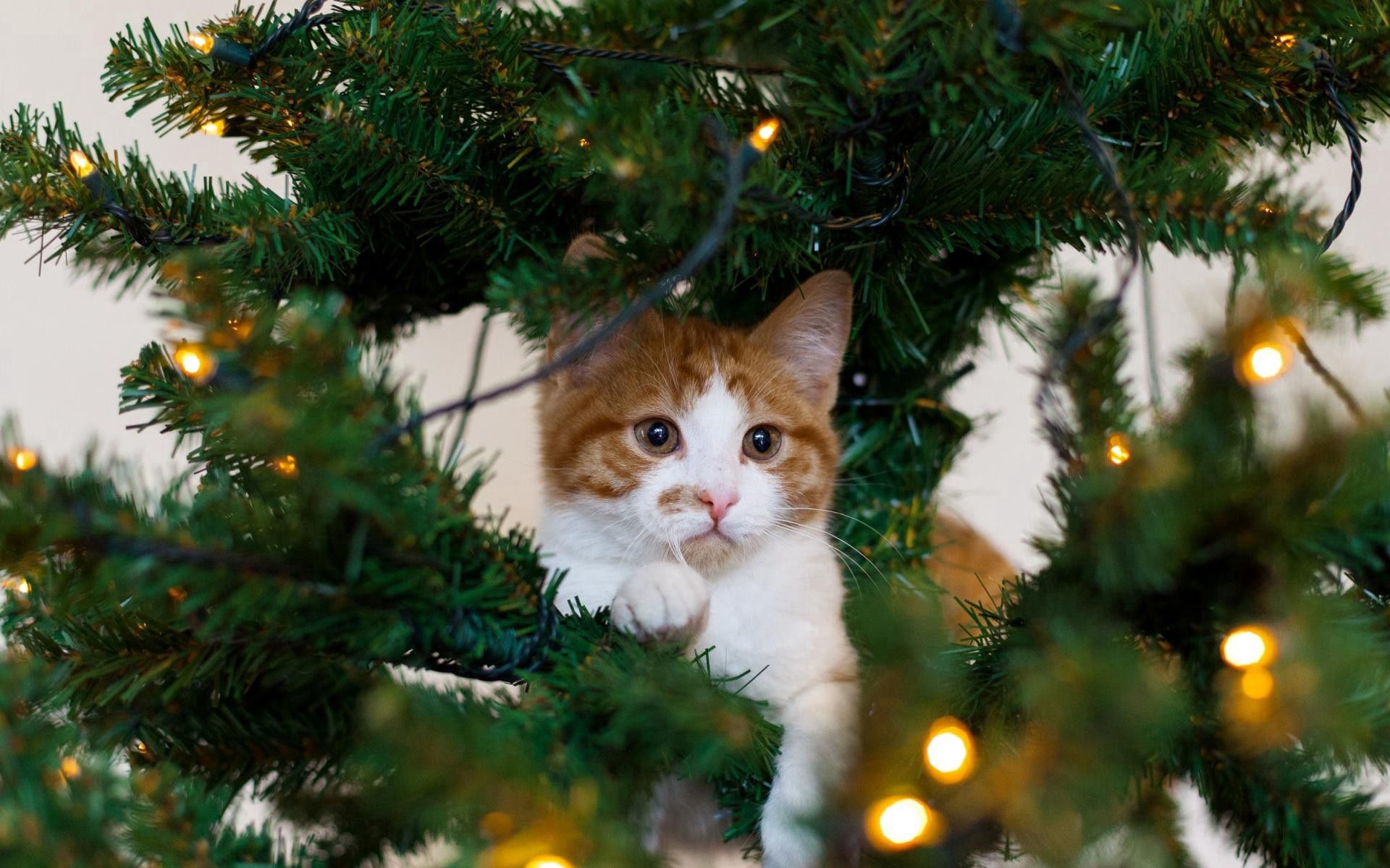 new year, animals, cat, spruce, fir, playful Full HD