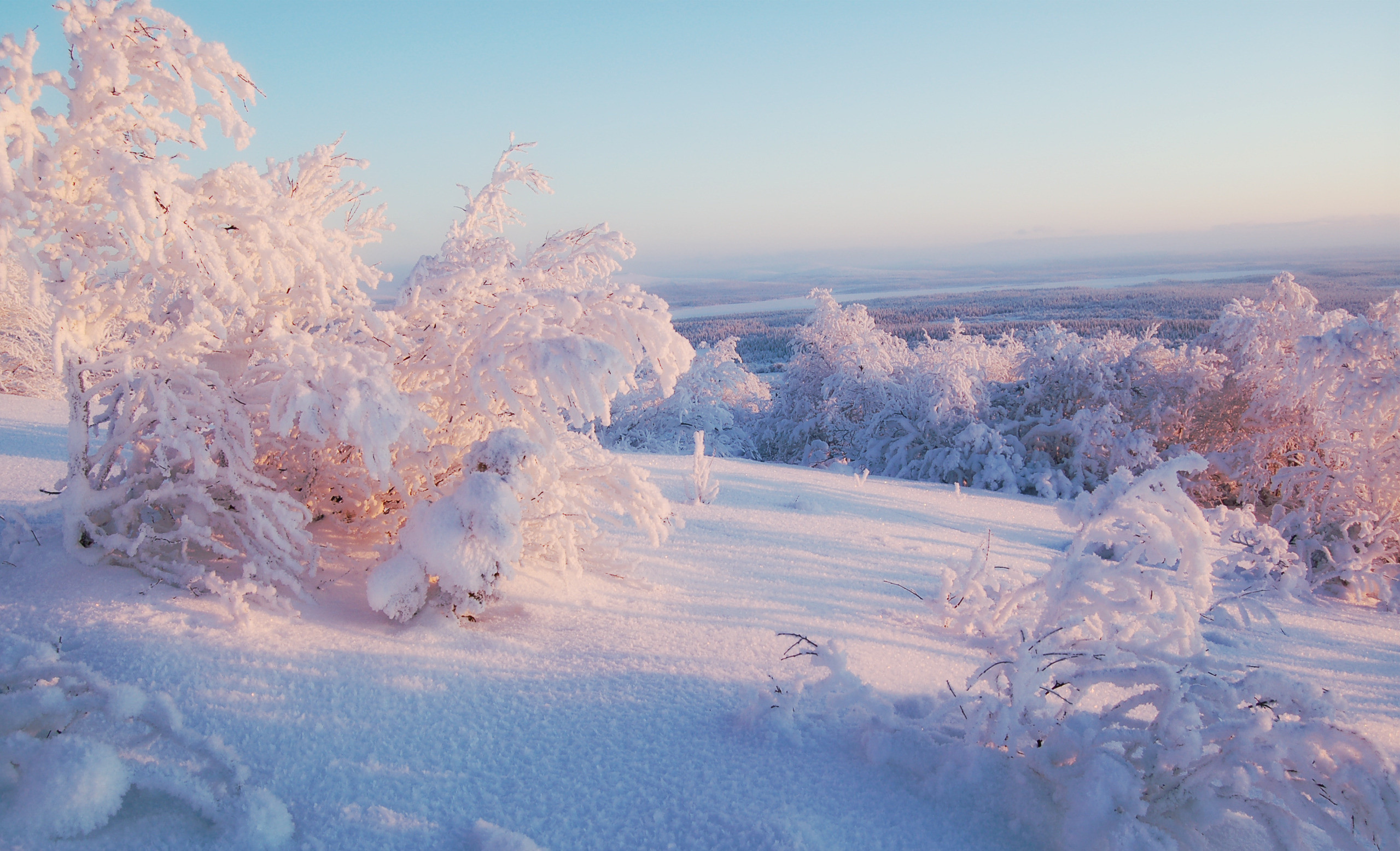 landscape, winter, snow, bush 4K Ultra