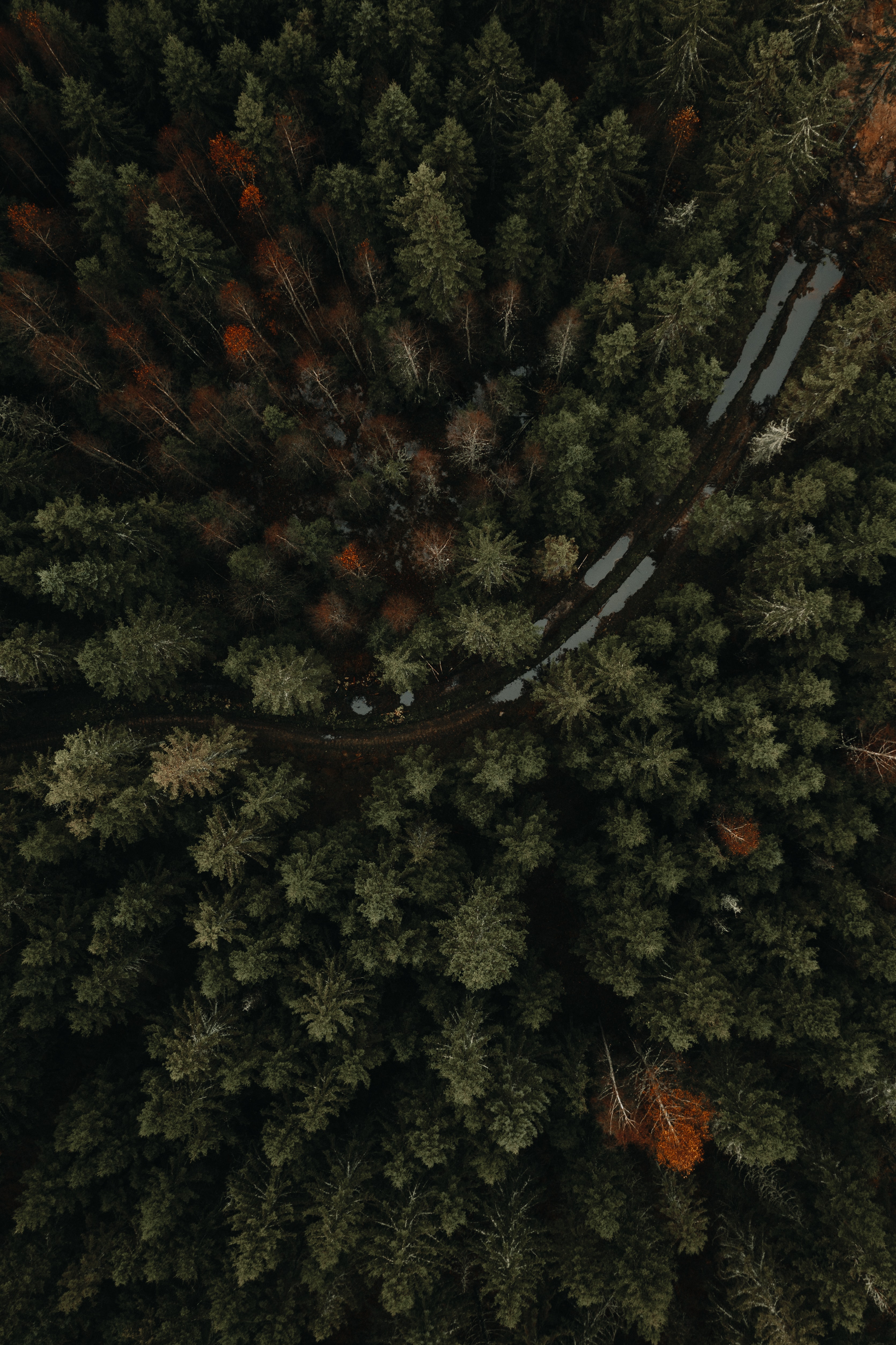 view from above, nature, trees, road, forest, puddles HD wallpaper