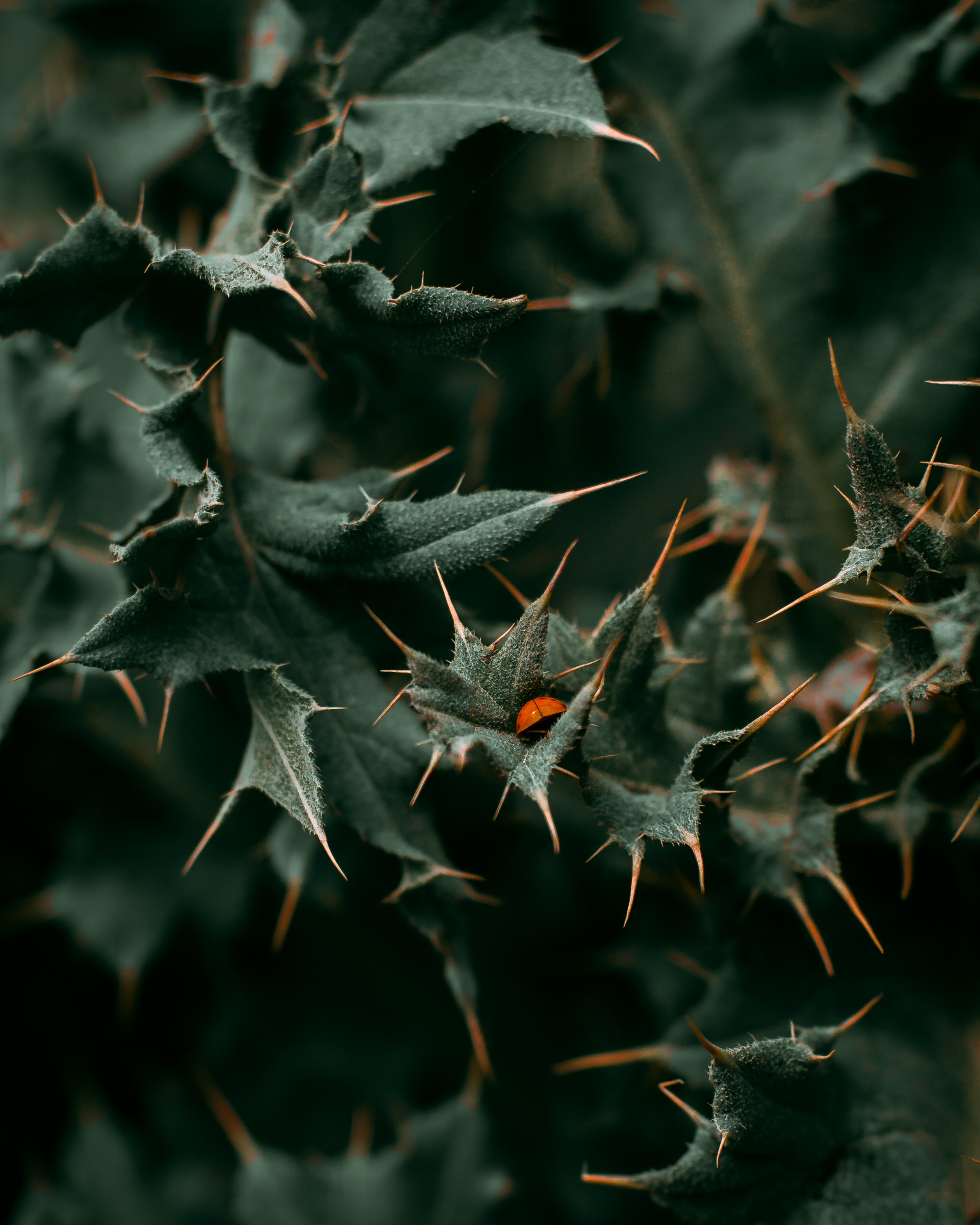 HD photos thorns, ladybird, prickles, leaves
