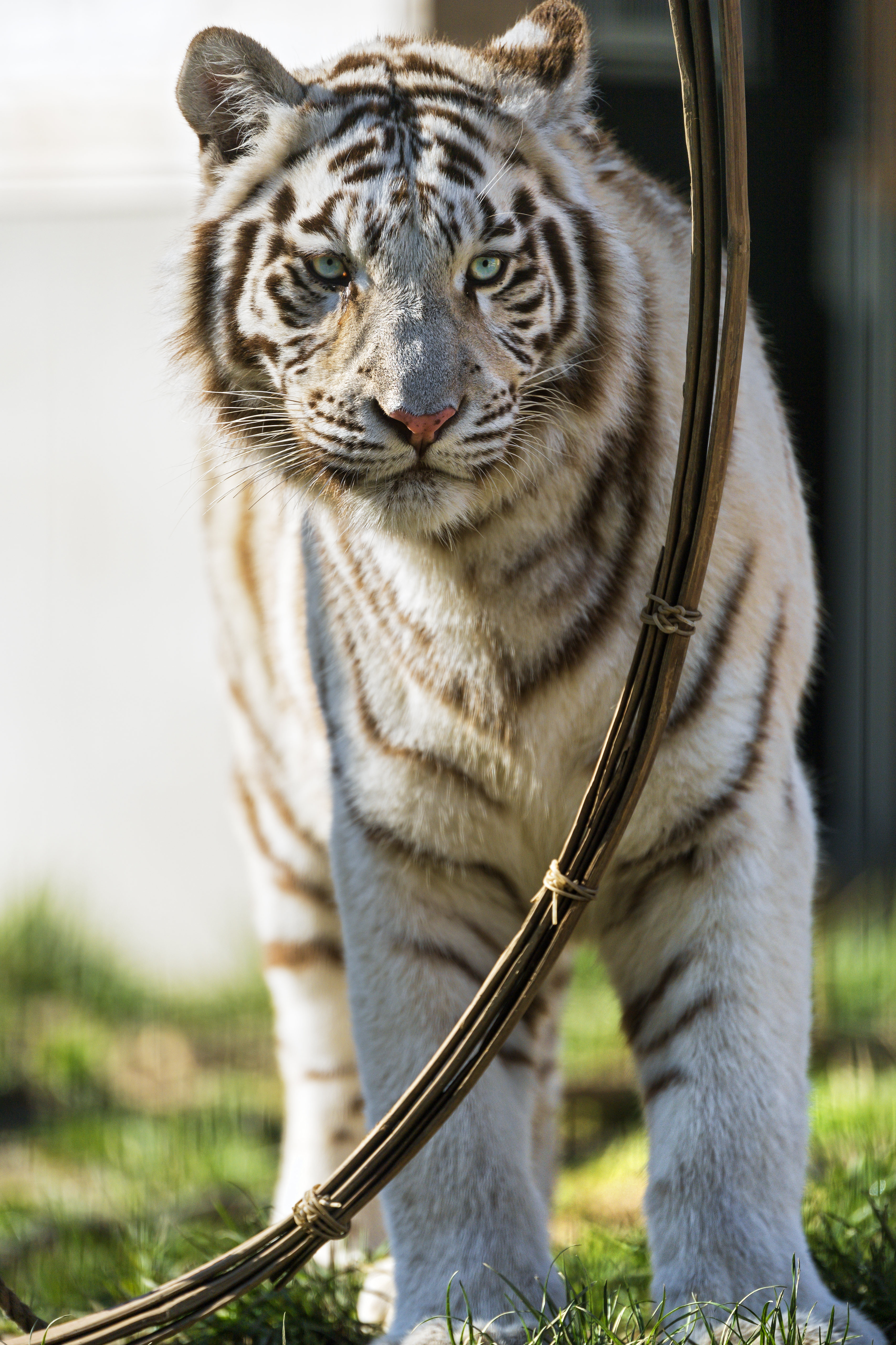 145154 скачать обои белый, бенгальский тигр, хищник, животные - заставки и картинки бесплатно