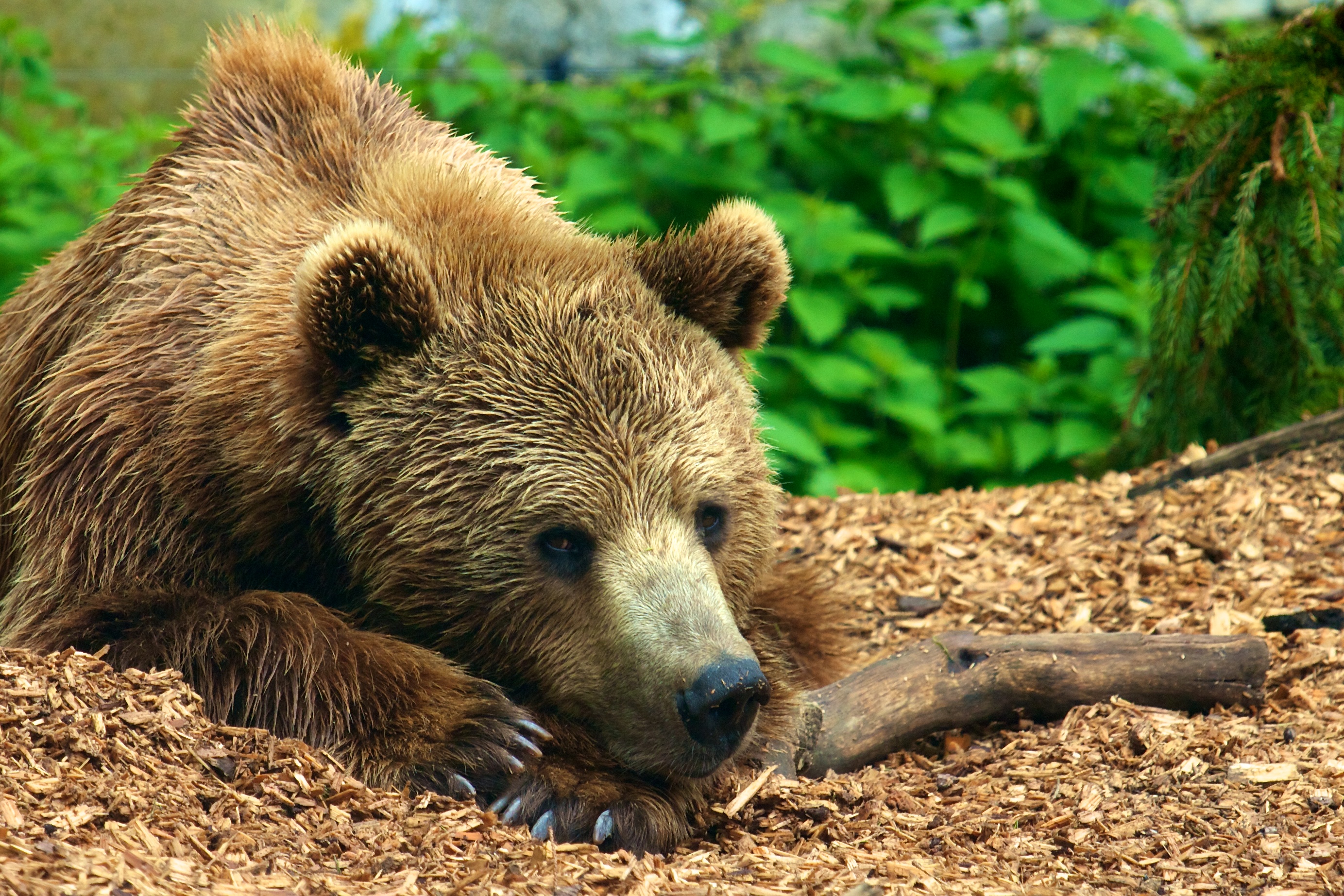 Бурый медведь животное распространенное на территории. Бурый медведь. Животные бурый медведь: России. Бурый медведь с медвежатами. Бурый медведь фото.