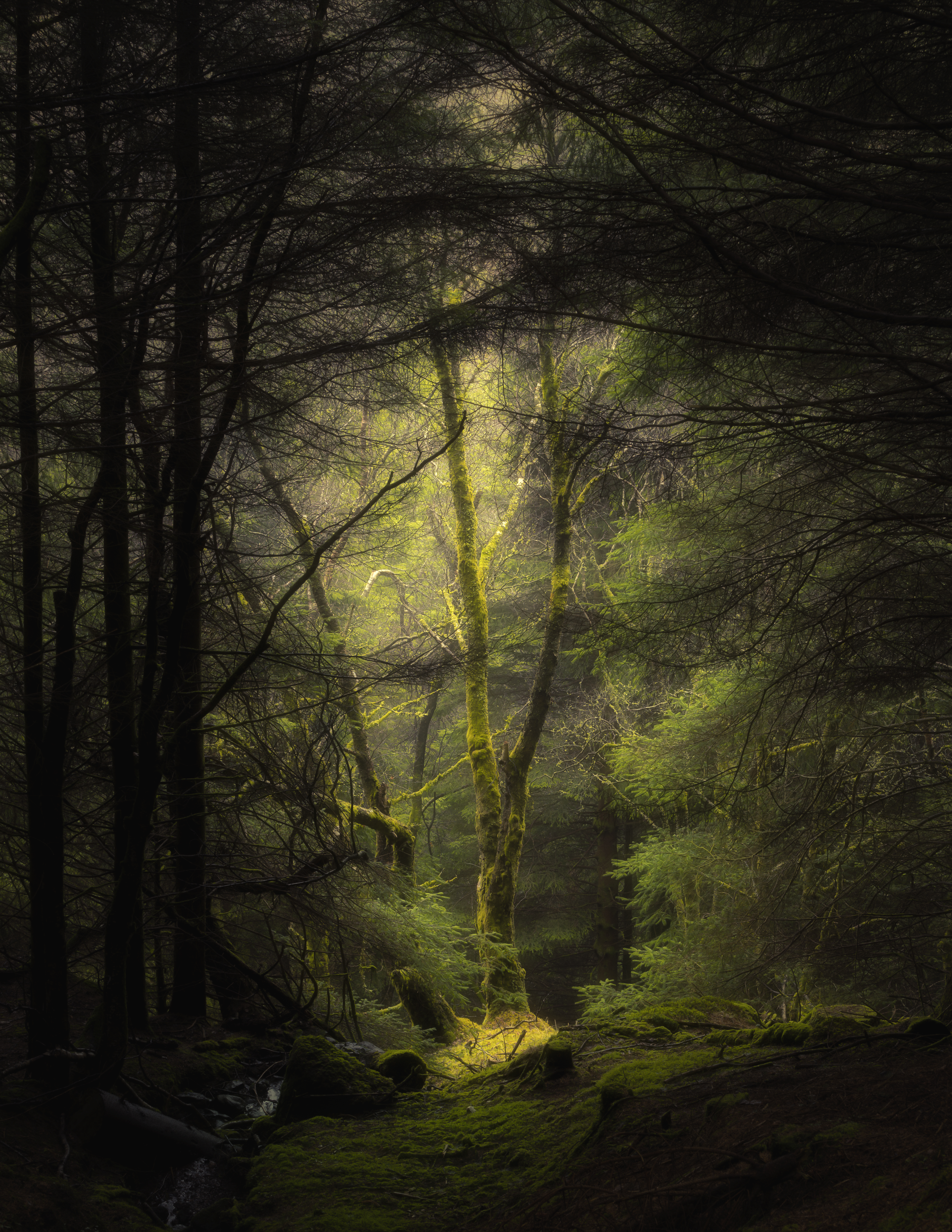 android nature, moss, fog, branches, forest, trees