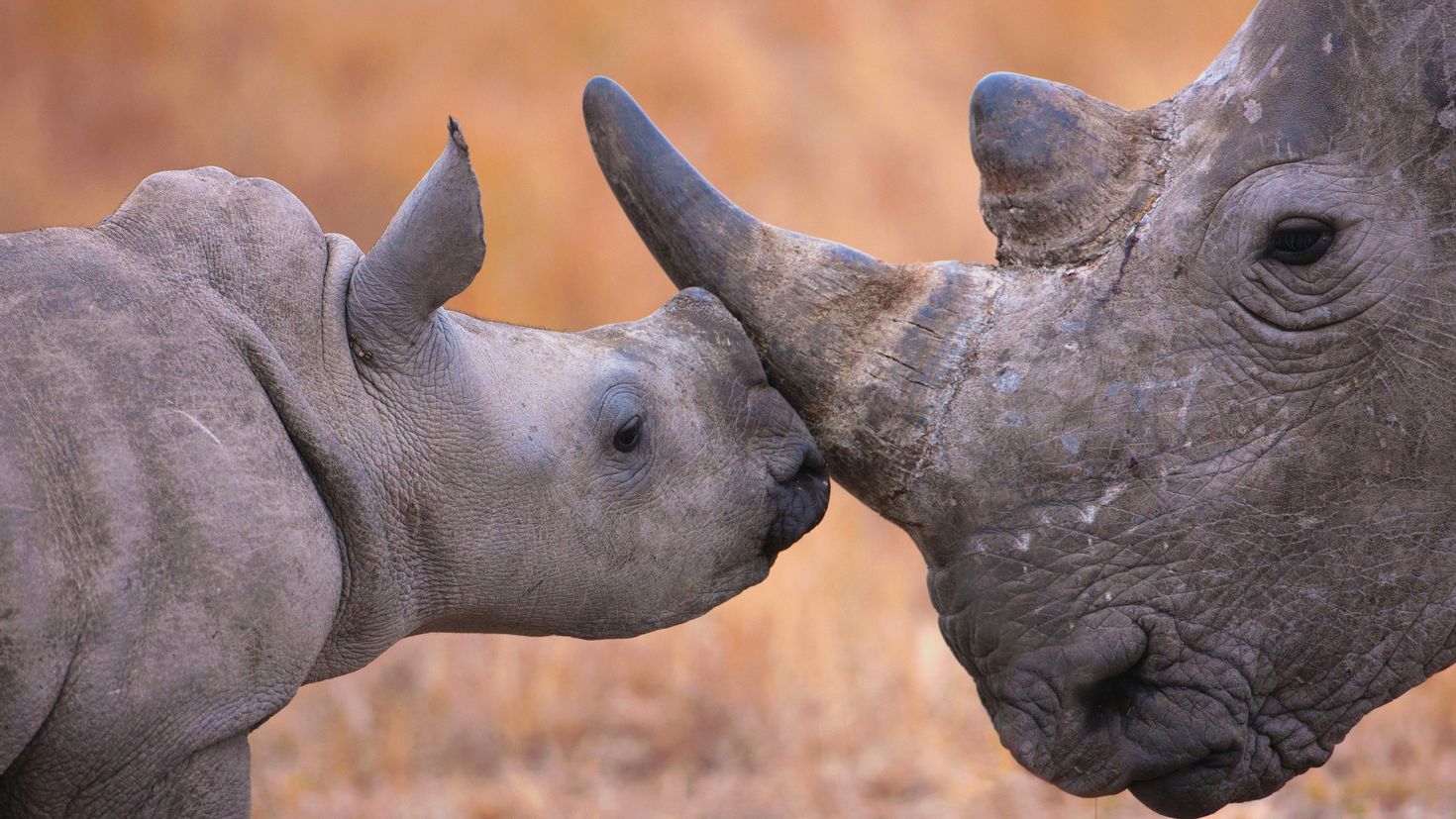 Спаривание носорога и бегемота