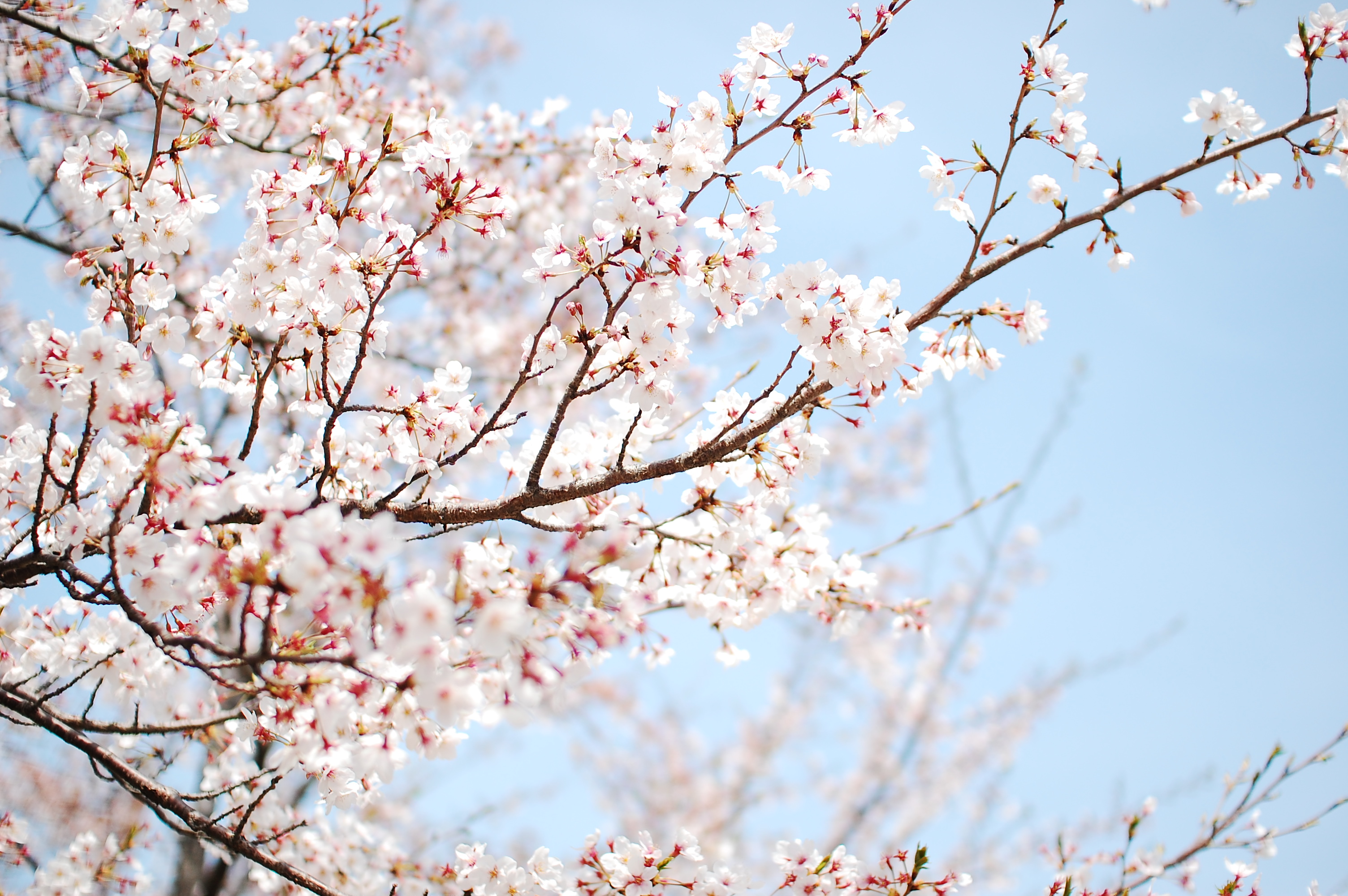 branch, blossom, flowers, flower, earth images