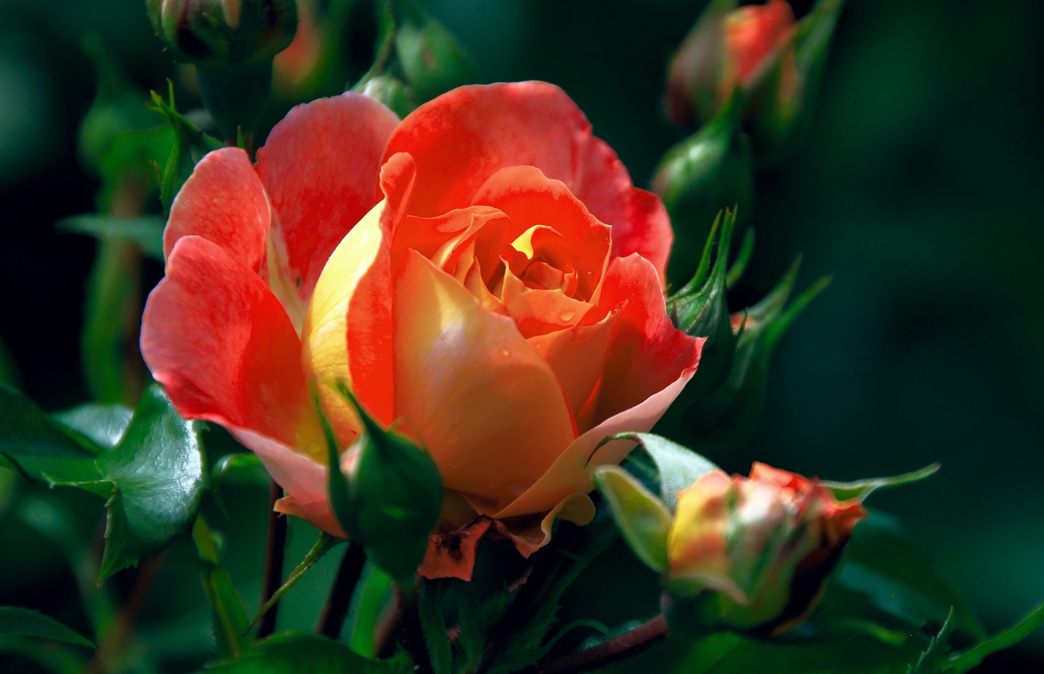 macro, earth, rose, bud, flower, flowers for android