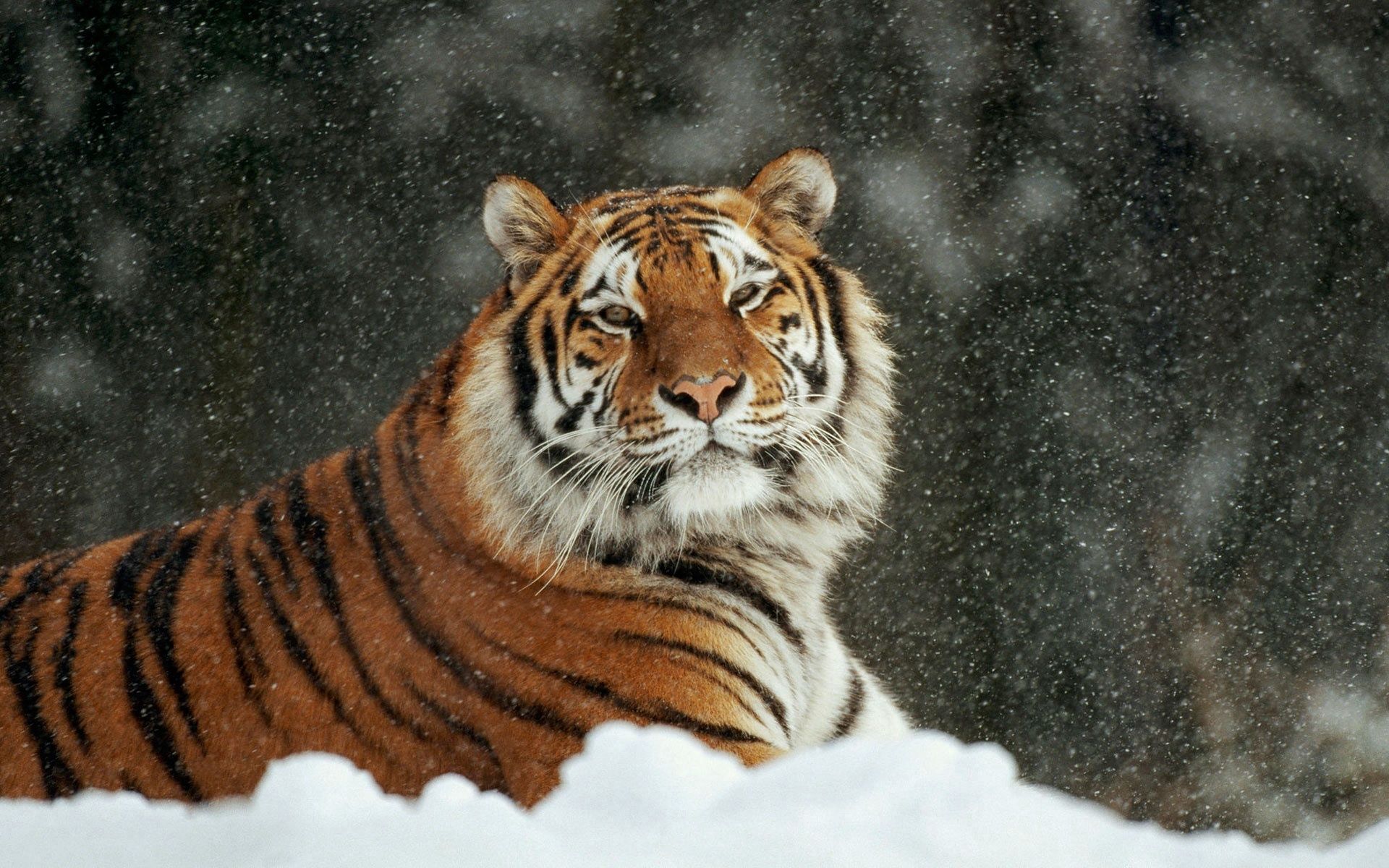 56920 скачать обои тигр, животные, снег, хищник, большая кошка, полосатый - заставки и картинки бесплатно