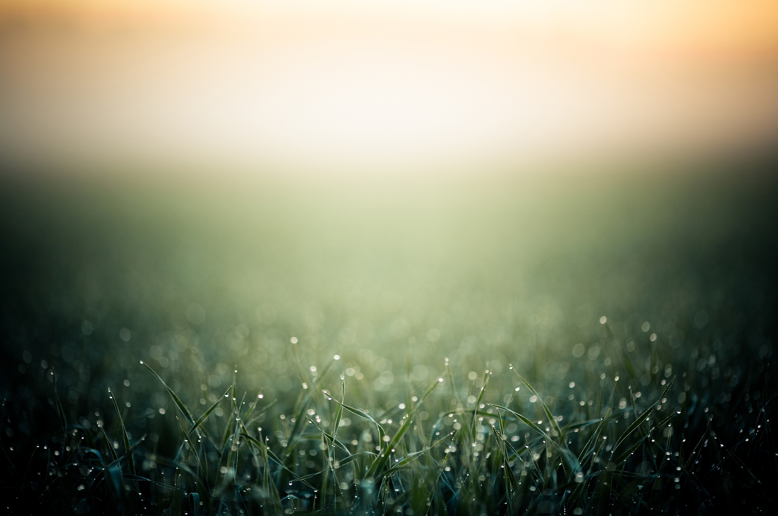grass, background, drops, macro, fog, shadow Full HD