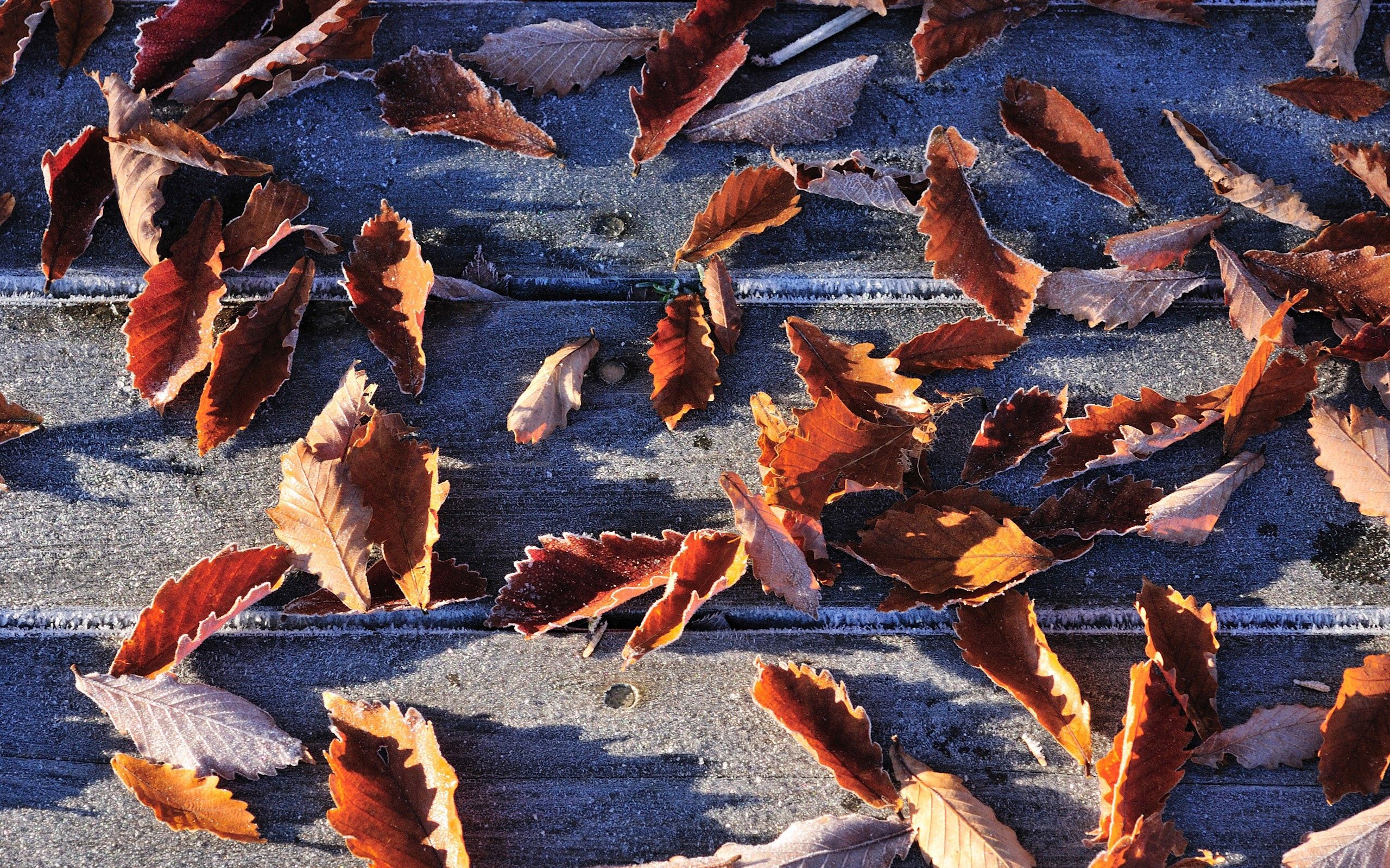 84809 Screensavers and Wallpapers Fallen for phone. Download autumn, leaves, macro, frost, hoarfrost, fallen pictures for free