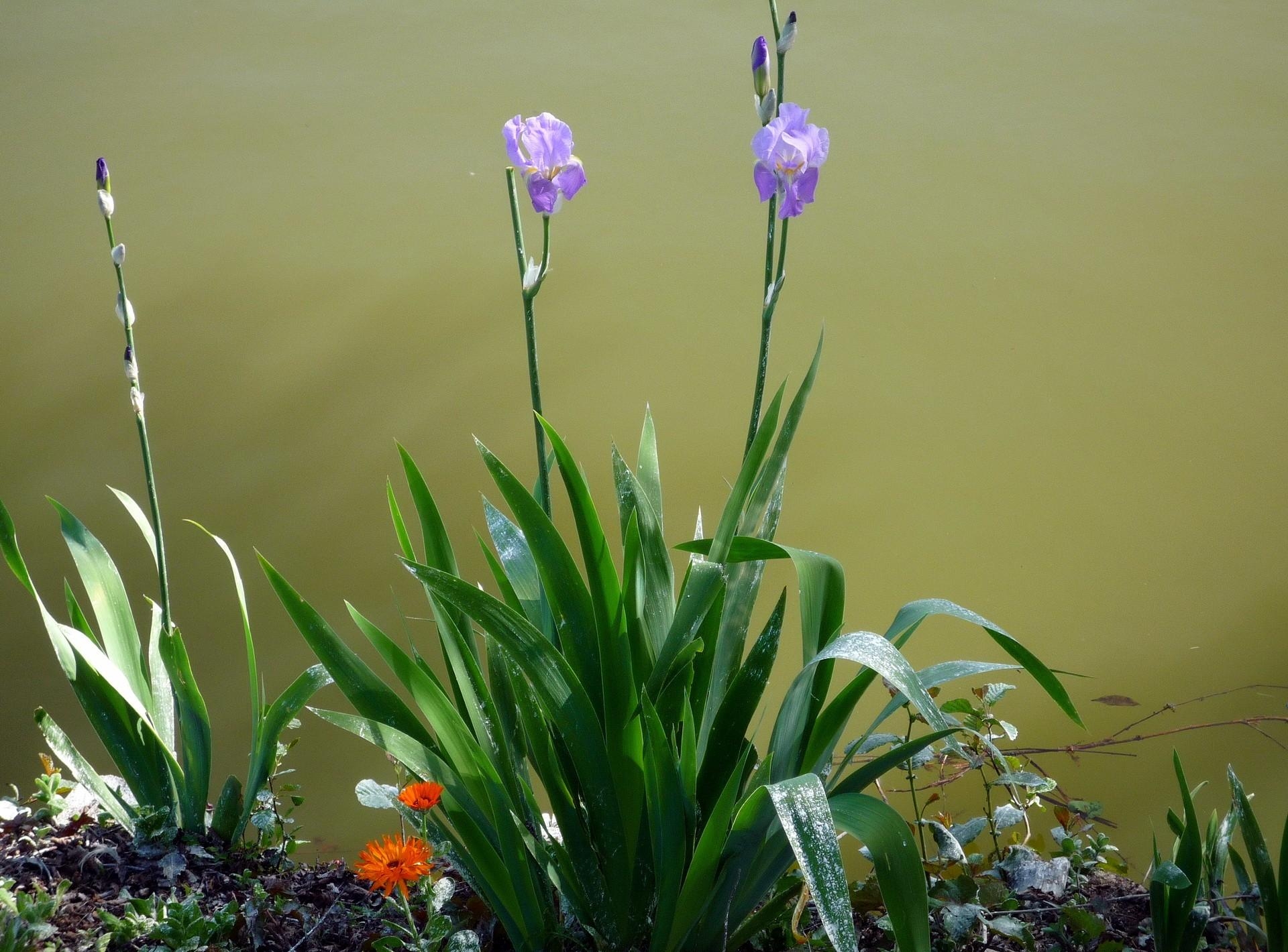 Handy-Wallpaper Blumen, Blumenbeet, Schwertlilien, Irises, Schärfe kostenlos herunterladen.