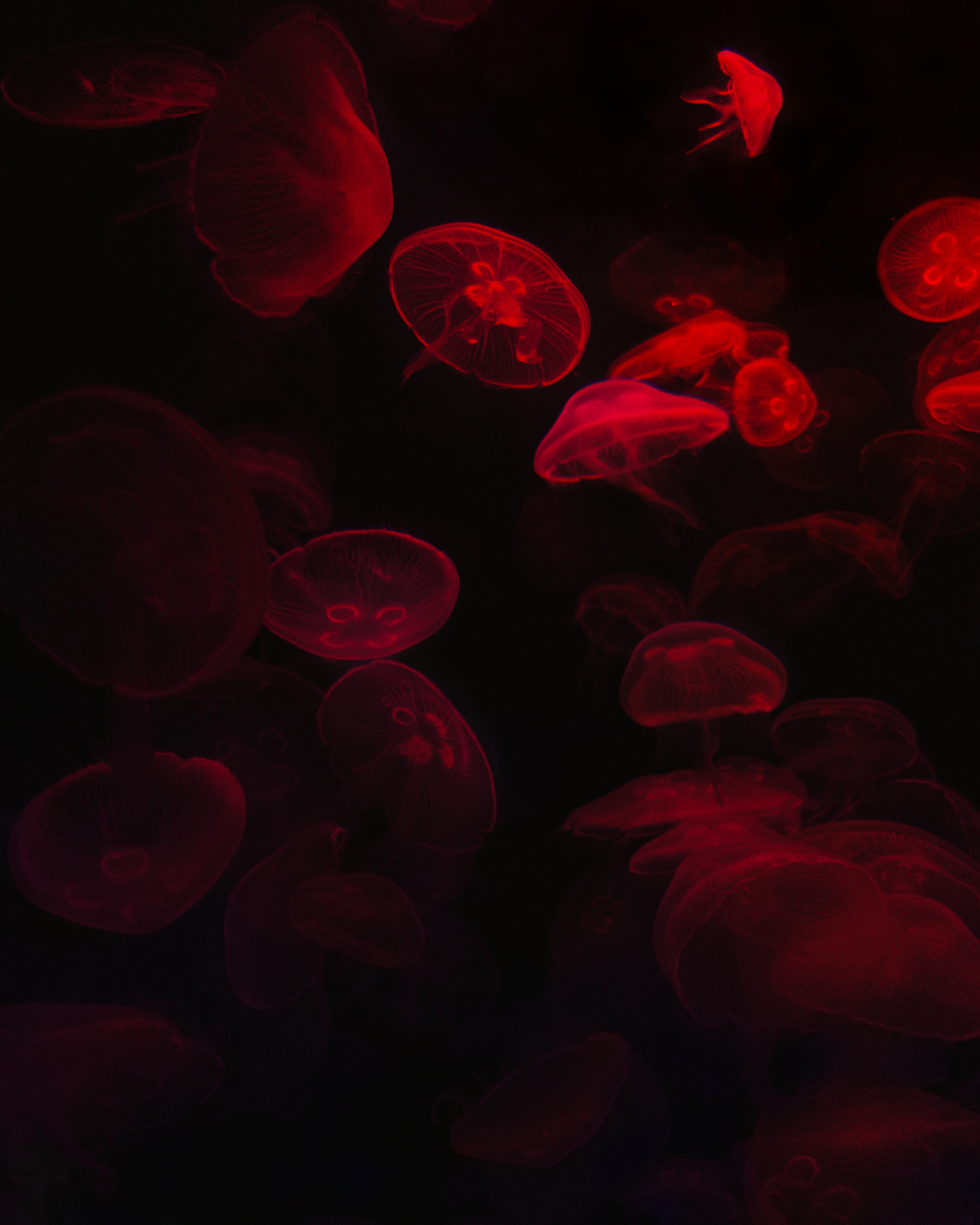 58428 Bildschirmschoner und Hintergrundbilder Jellyfish auf Ihrem Telefon. Laden Sie jellyfish, schwarz, rot, dunkel, das schwarze, glühen, glow, unterwasserwelt Bilder kostenlos herunter