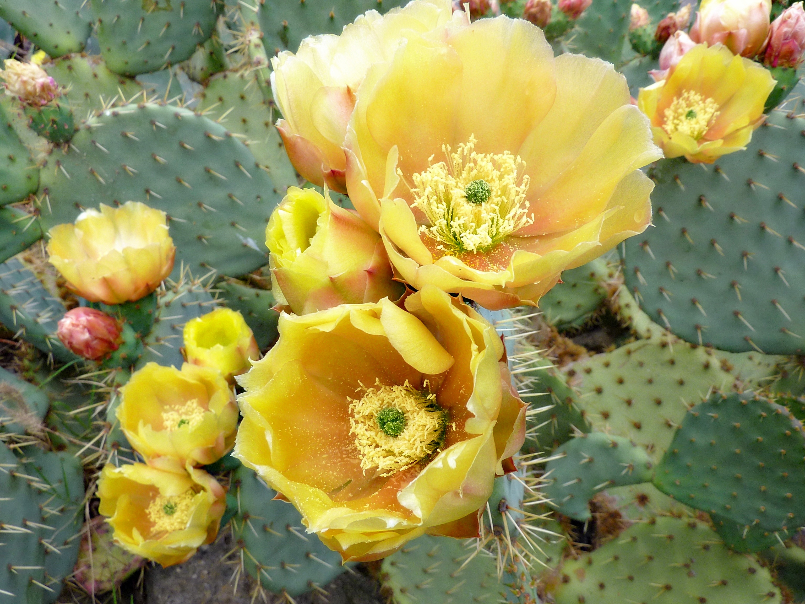 flowers, cactus, thorns, prickles cell phone wallpapers