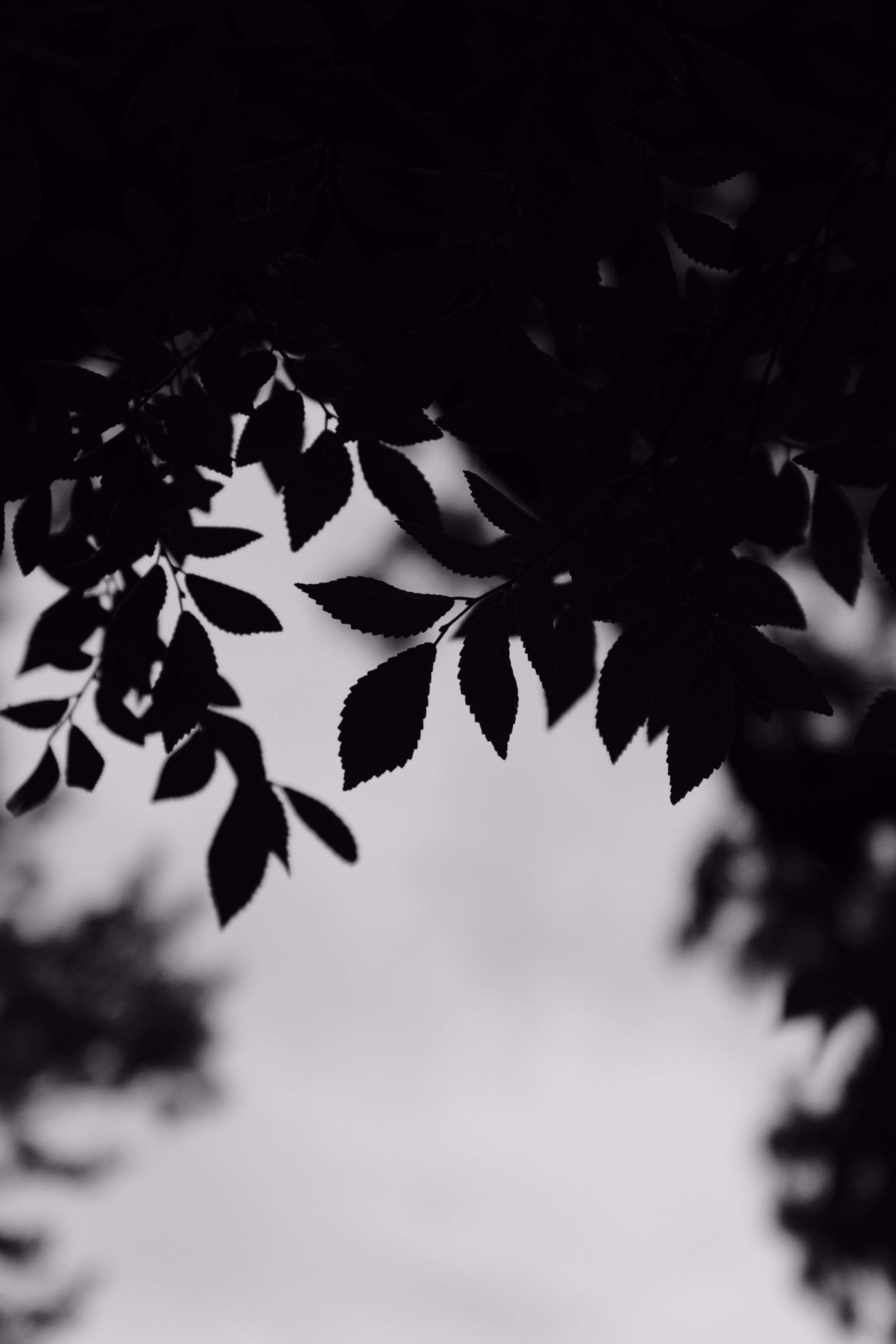 outlines, leaves, black, branches, bw, chb 8K