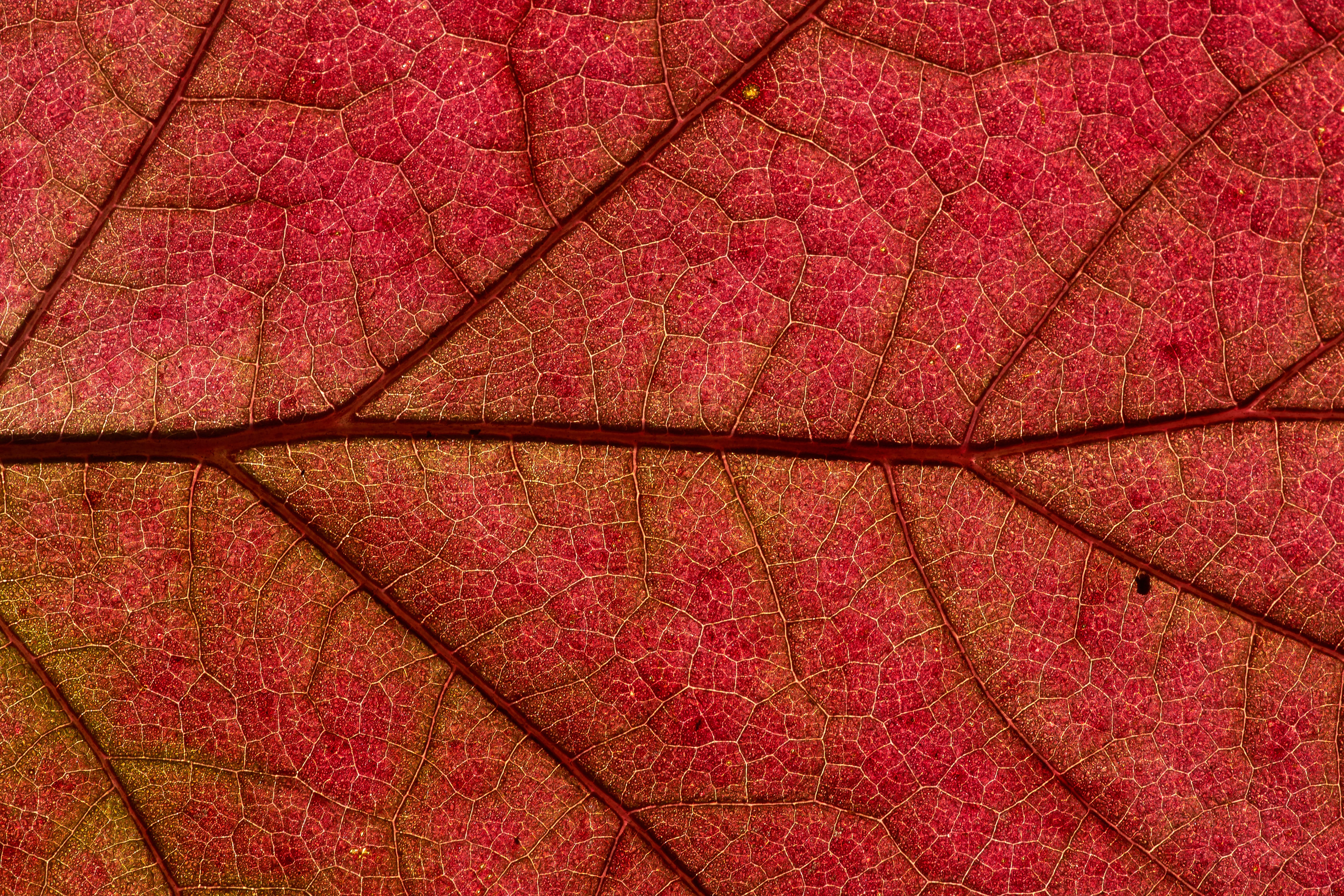 4k Photos red, sheet, plant, leaf