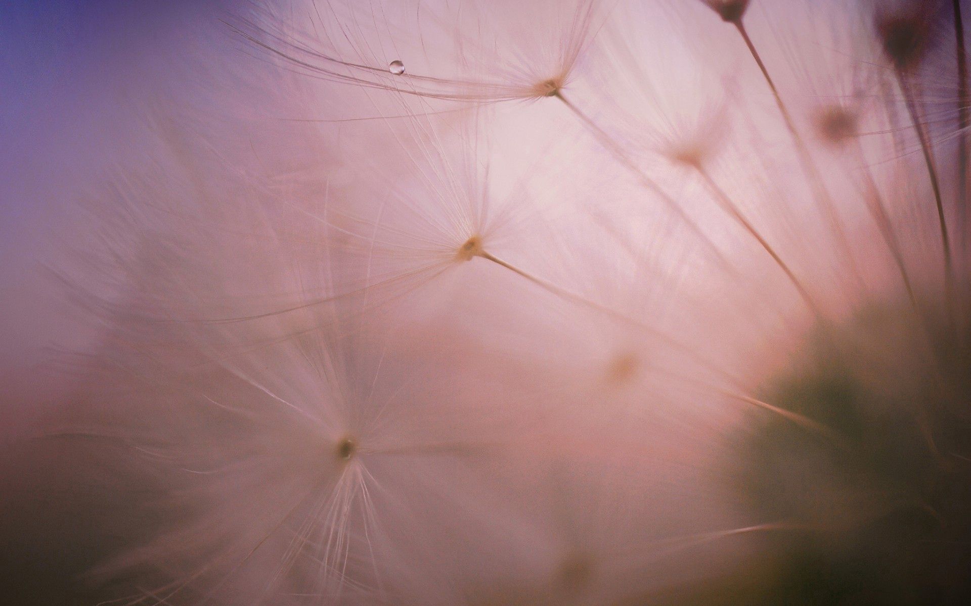 74220 download wallpaper plant, macro, dandelion, fluff, fuzz screensavers and pictures for free