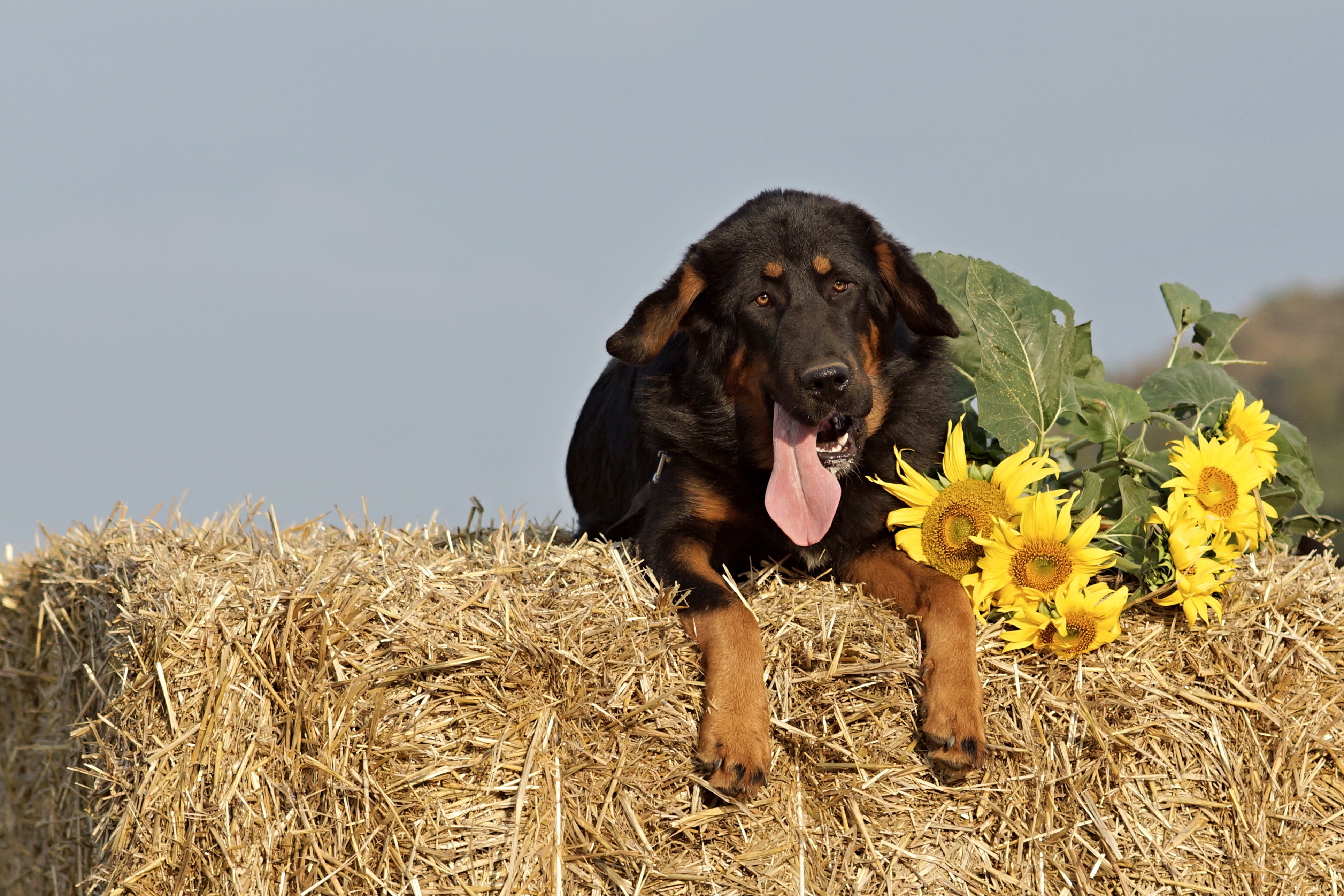 Laden Sie das Tiere, Sonnenblumen, Hund, Schnauze, Schäferhund, Schafhund, Heu-Bild kostenlos auf Ihren PC-Desktop herunter