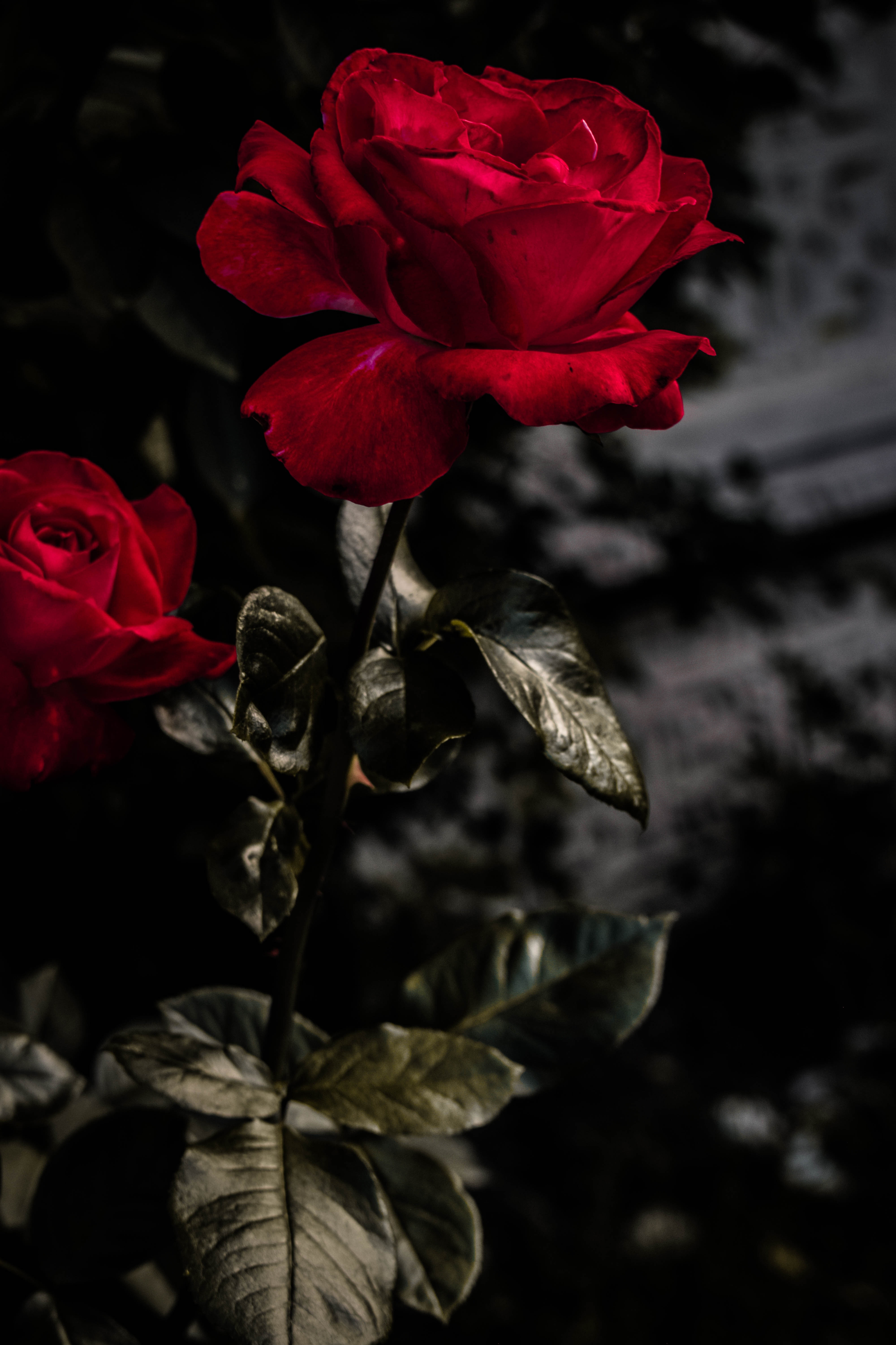 rose flower, flowers, red, rose, bud, bloom, flowering, garden 1080p