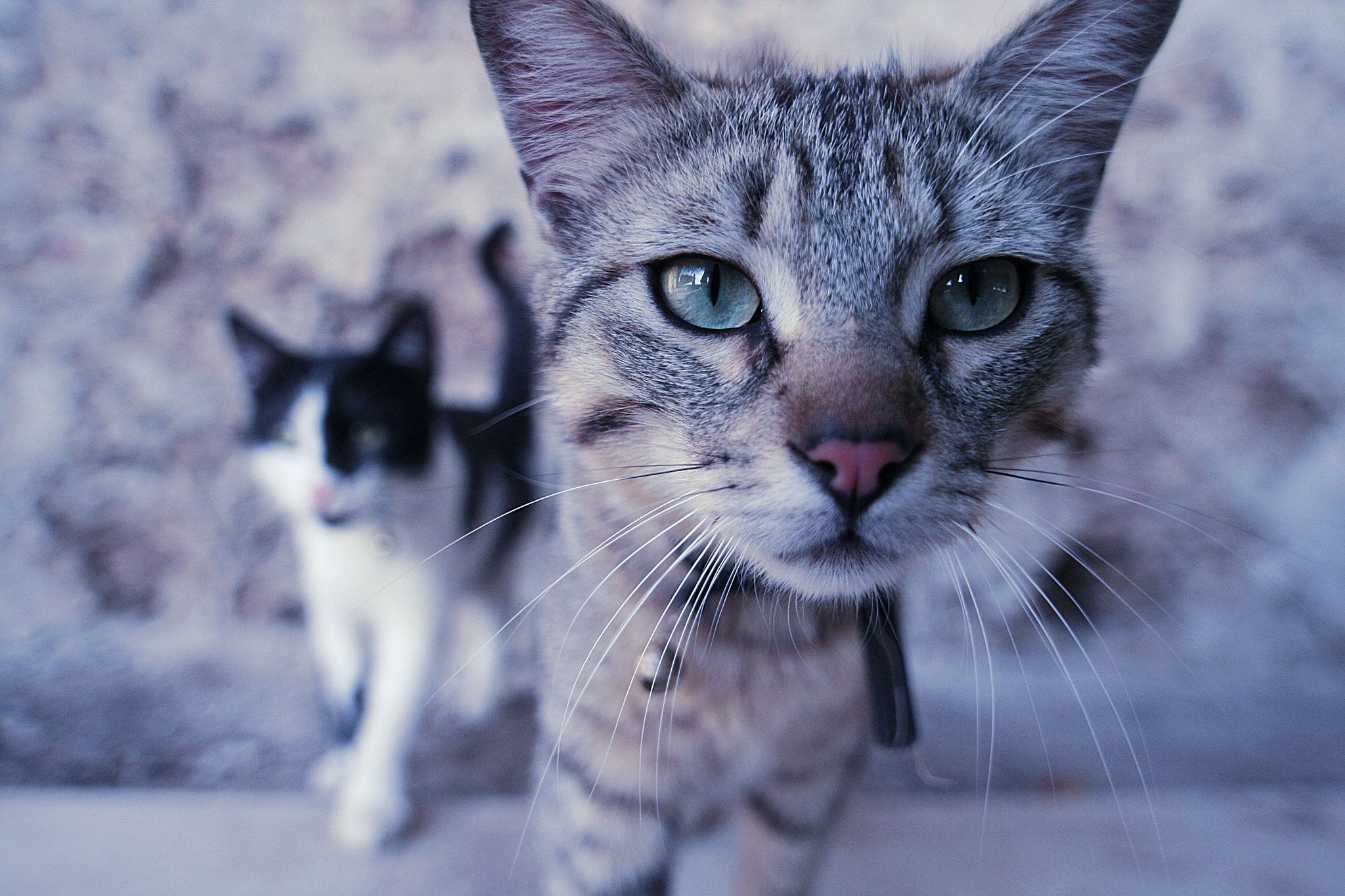 pair, curiosity, cats, animals Hd 1080p Mobile