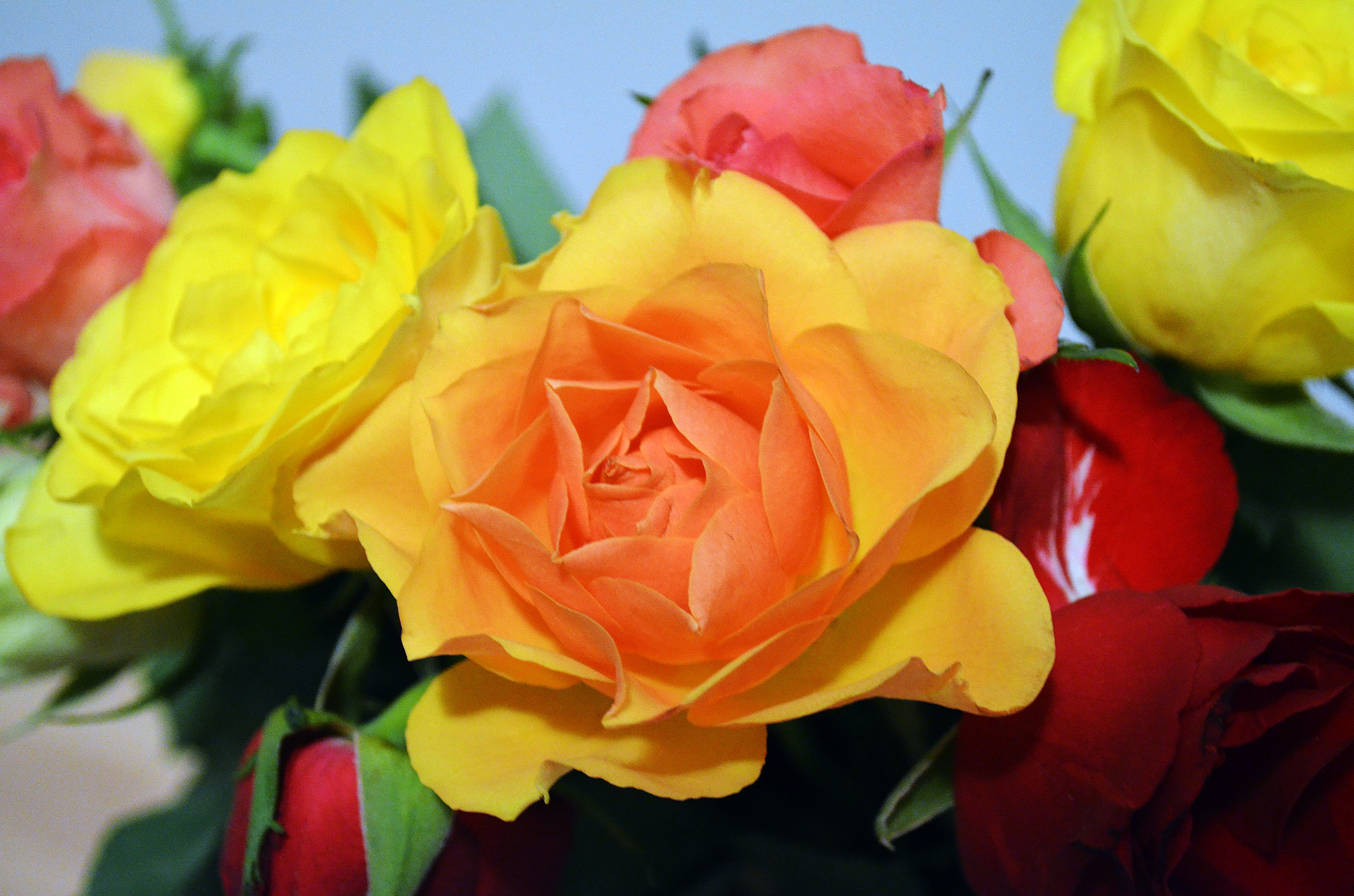 152690 descargar fondo de pantalla flores, roses, ramo: protectores de pantalla e imágenes gratis