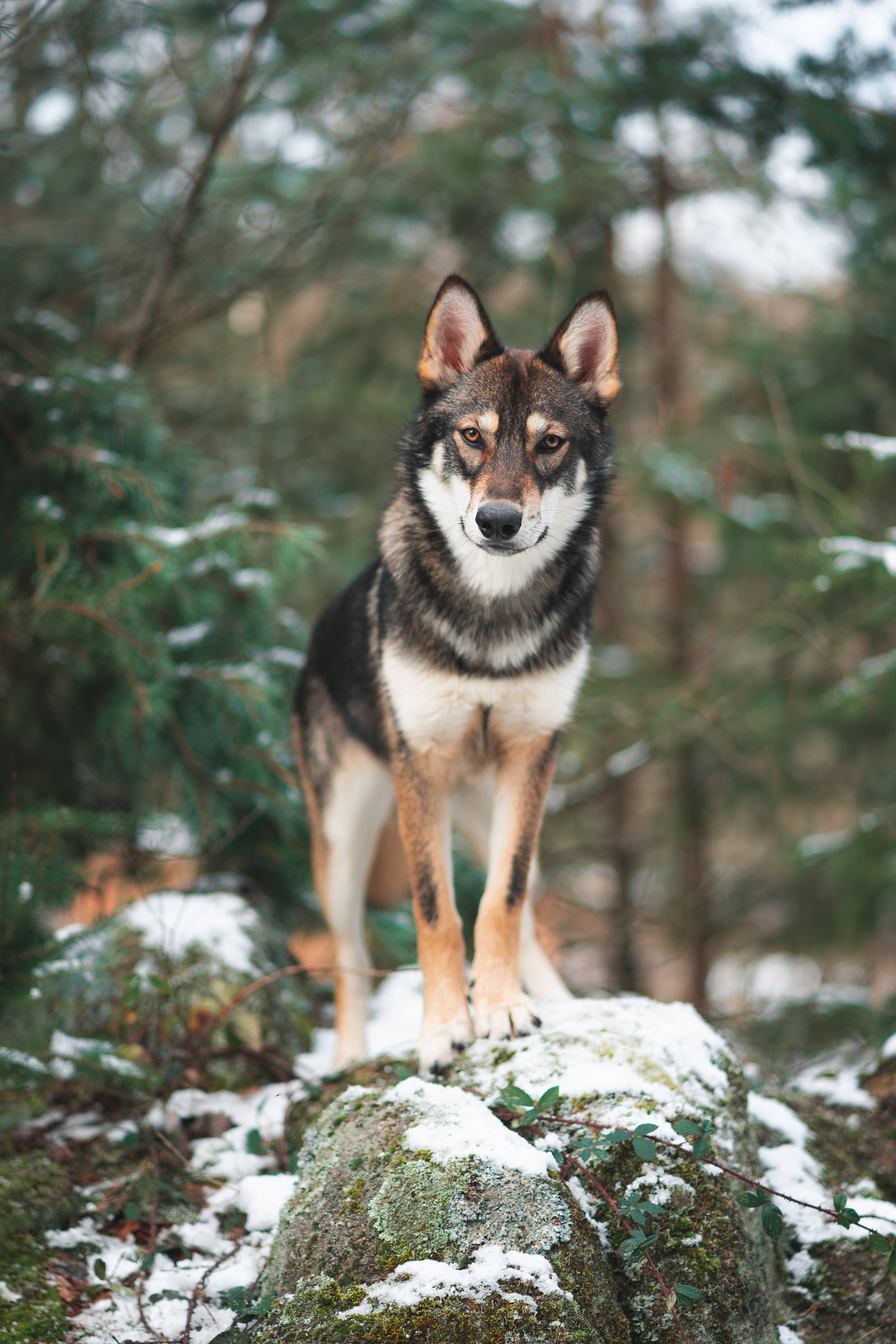 50510 descargar fondo de pantalla animales, perro, lobo, visión, opinión, paseo: protectores de pantalla e imágenes gratis