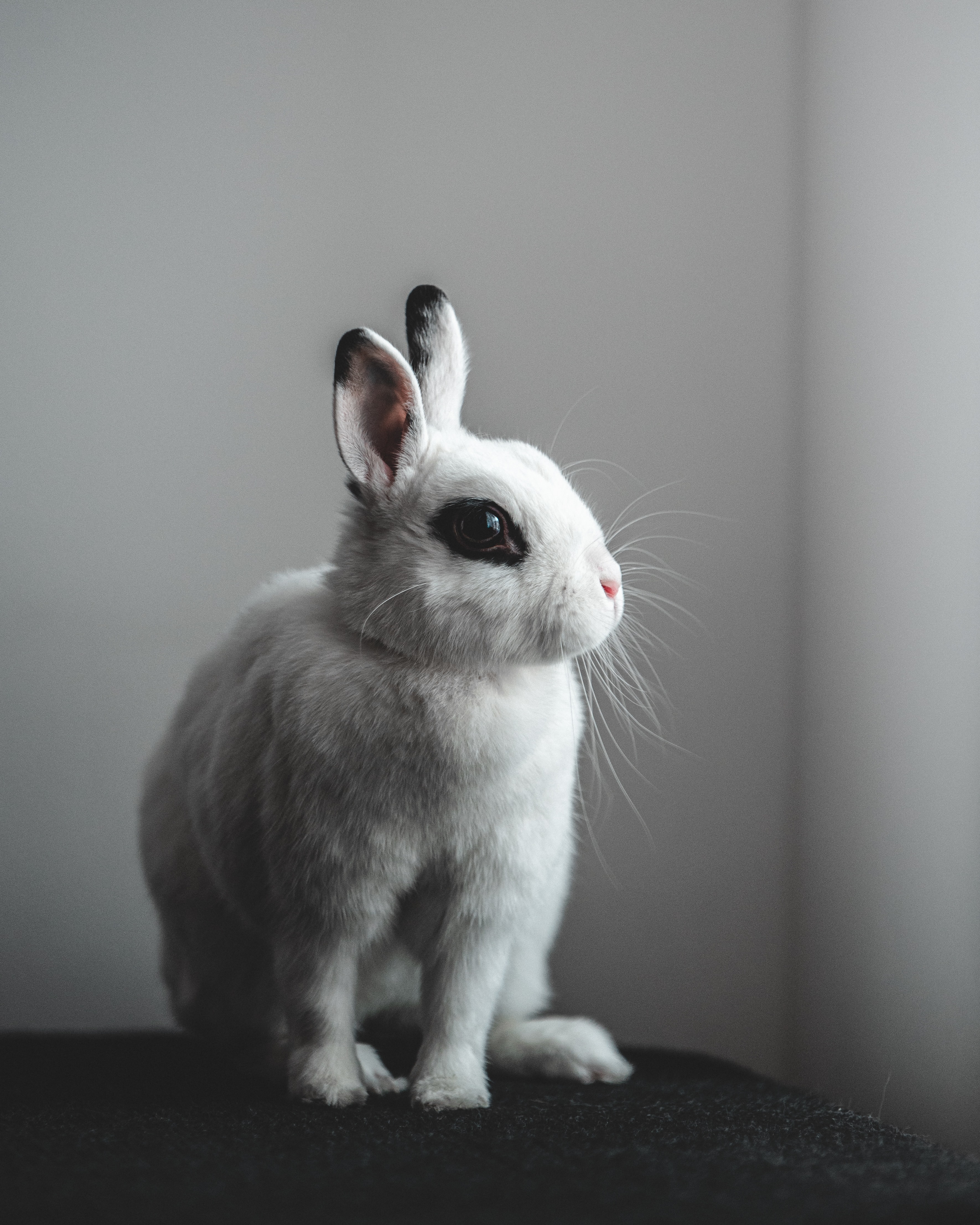 83407 Screensavers and Wallpapers Rabbit for phone. Download animals, white, rabbit, hare pictures for free