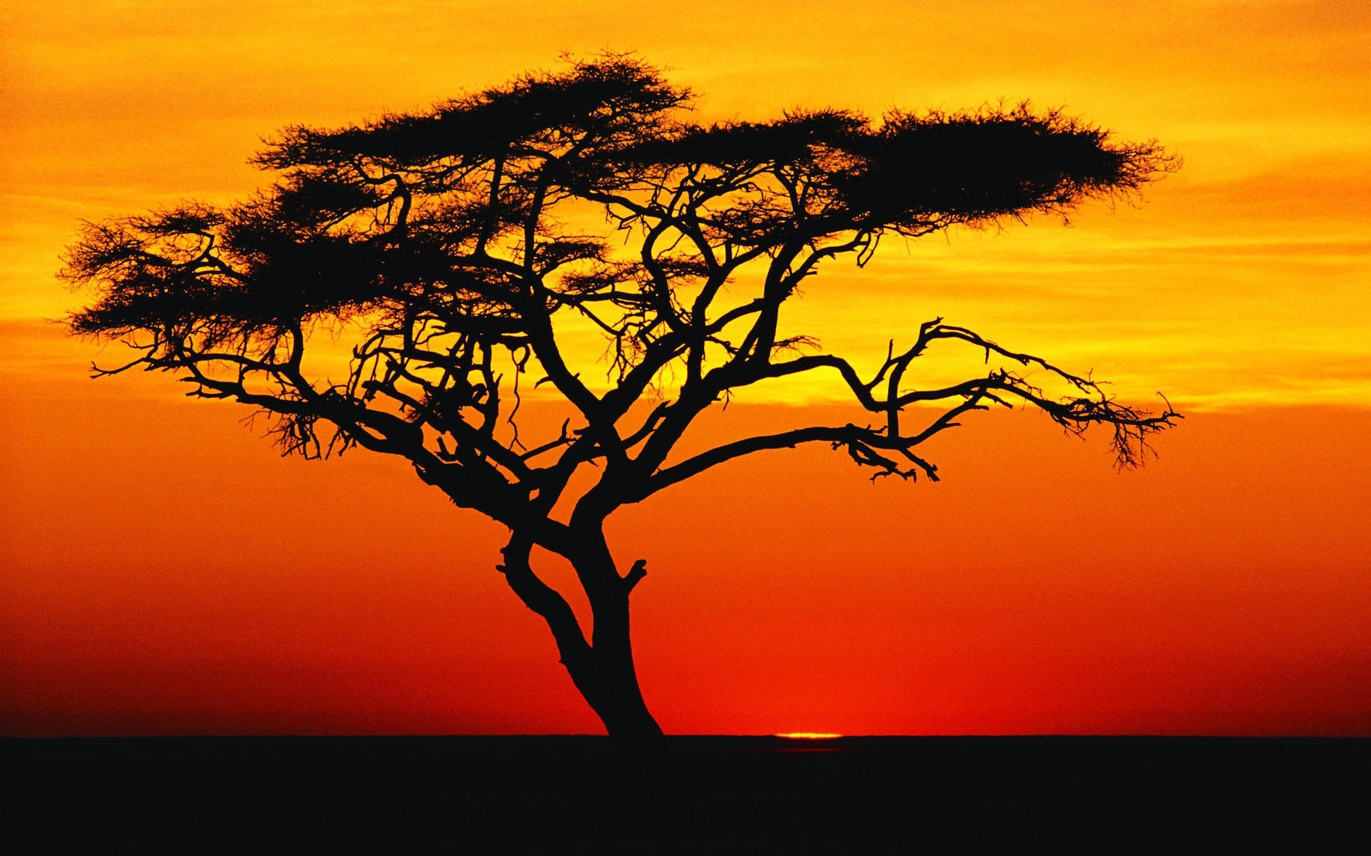 28781 Bild herunterladen landschaft, bäume, sunset, savanna - Hintergrundbilder und Bildschirmschoner kostenlos