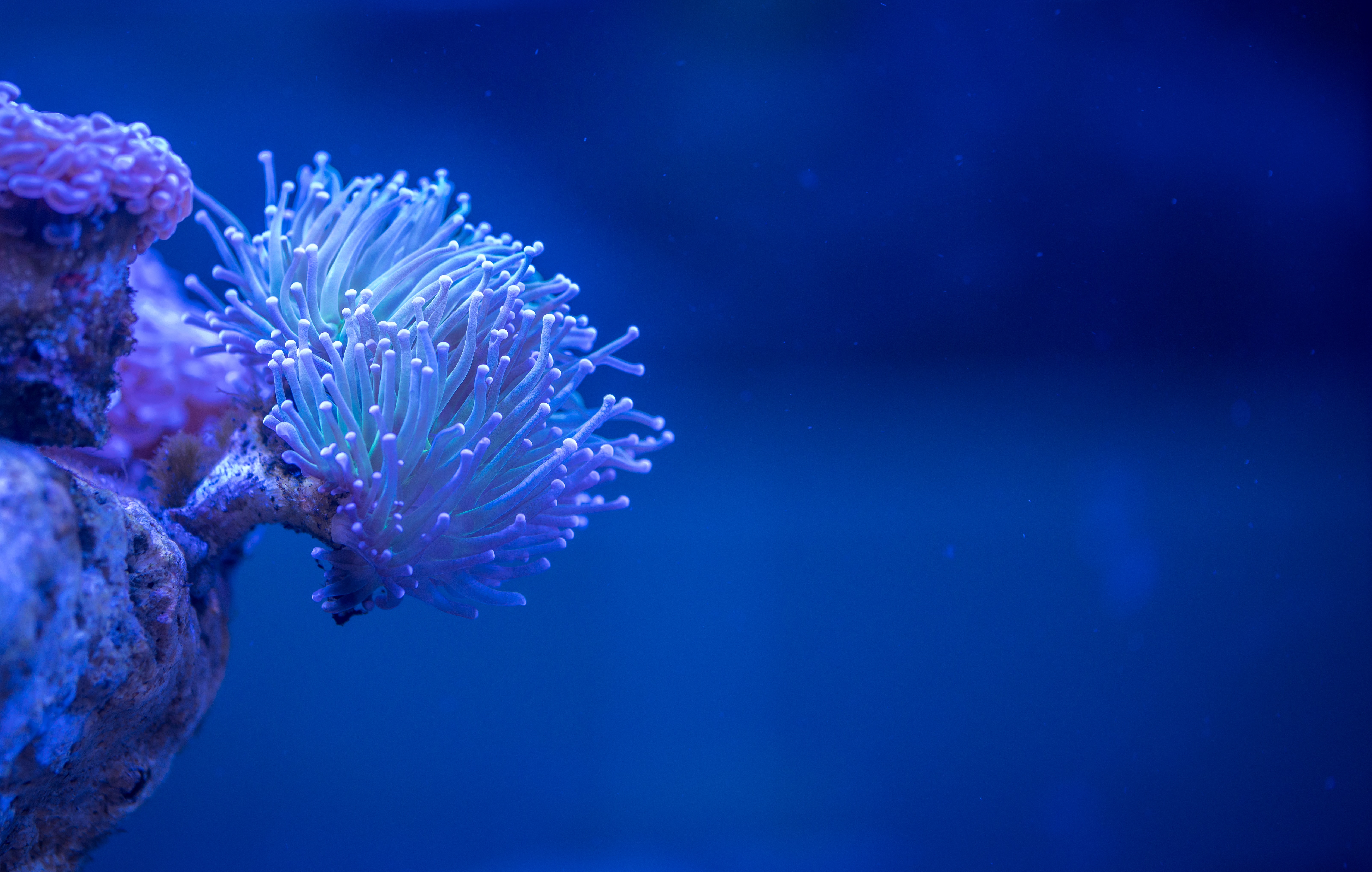 138398 download wallpaper sea, coral, macro, depth, underwater, submarine screensavers and pictures for free