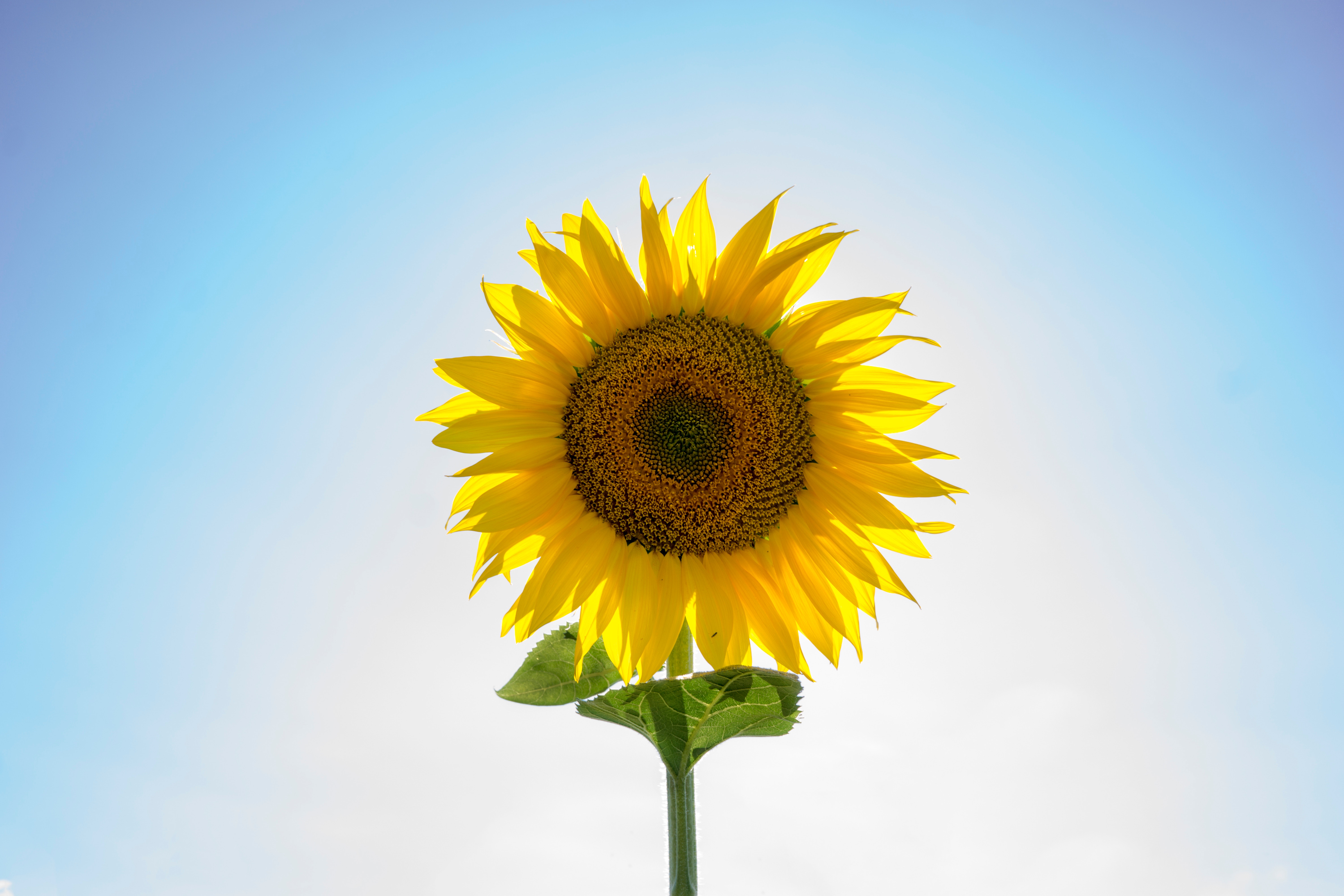Laden Sie Sonnenblumenkerne HD-Desktop-Hintergründe herunter