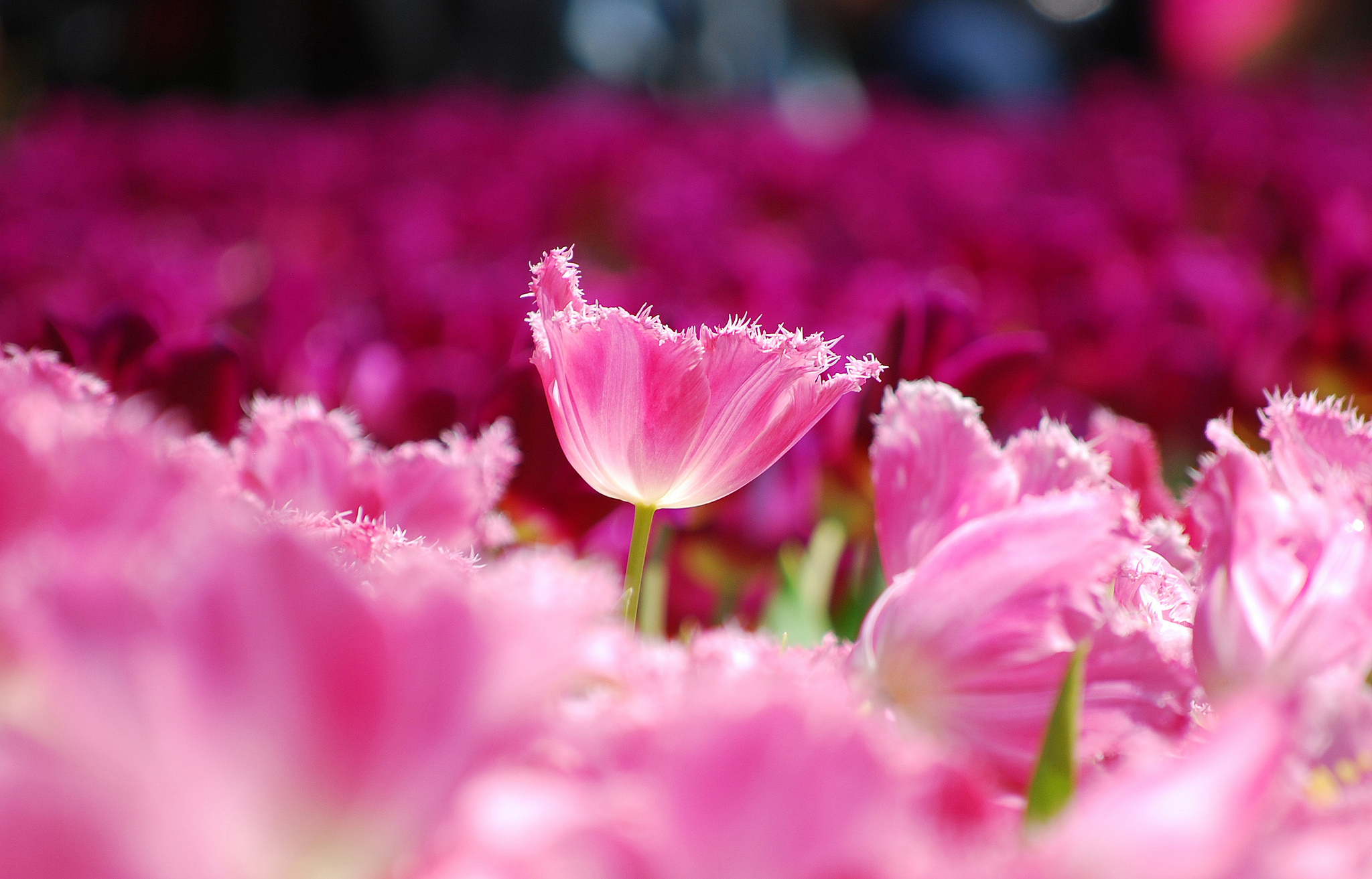 Розовые весенние цветы фото