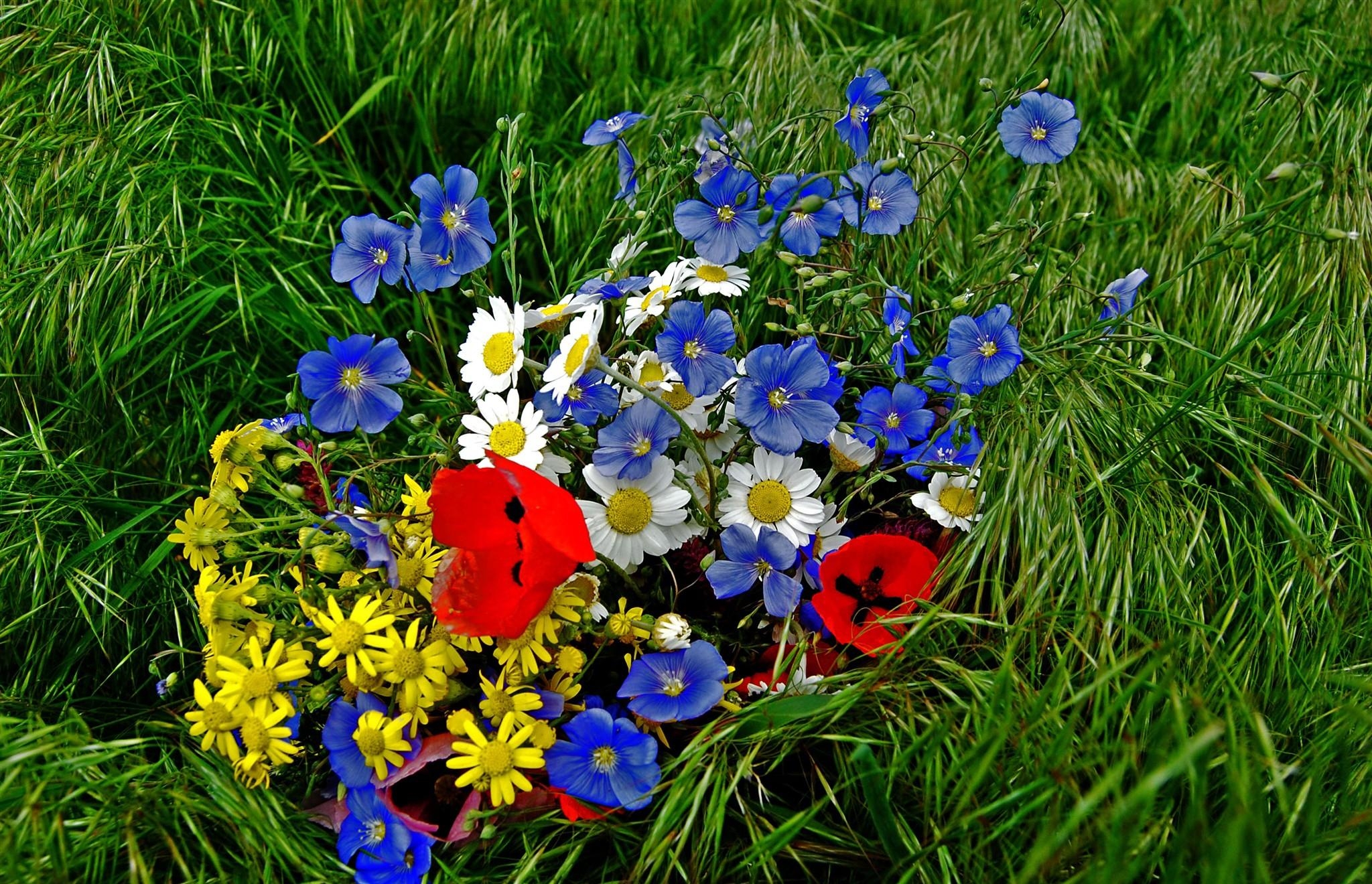 flowers, grass, poppies, camomile, bouquet, brightly, colorfully, graphically