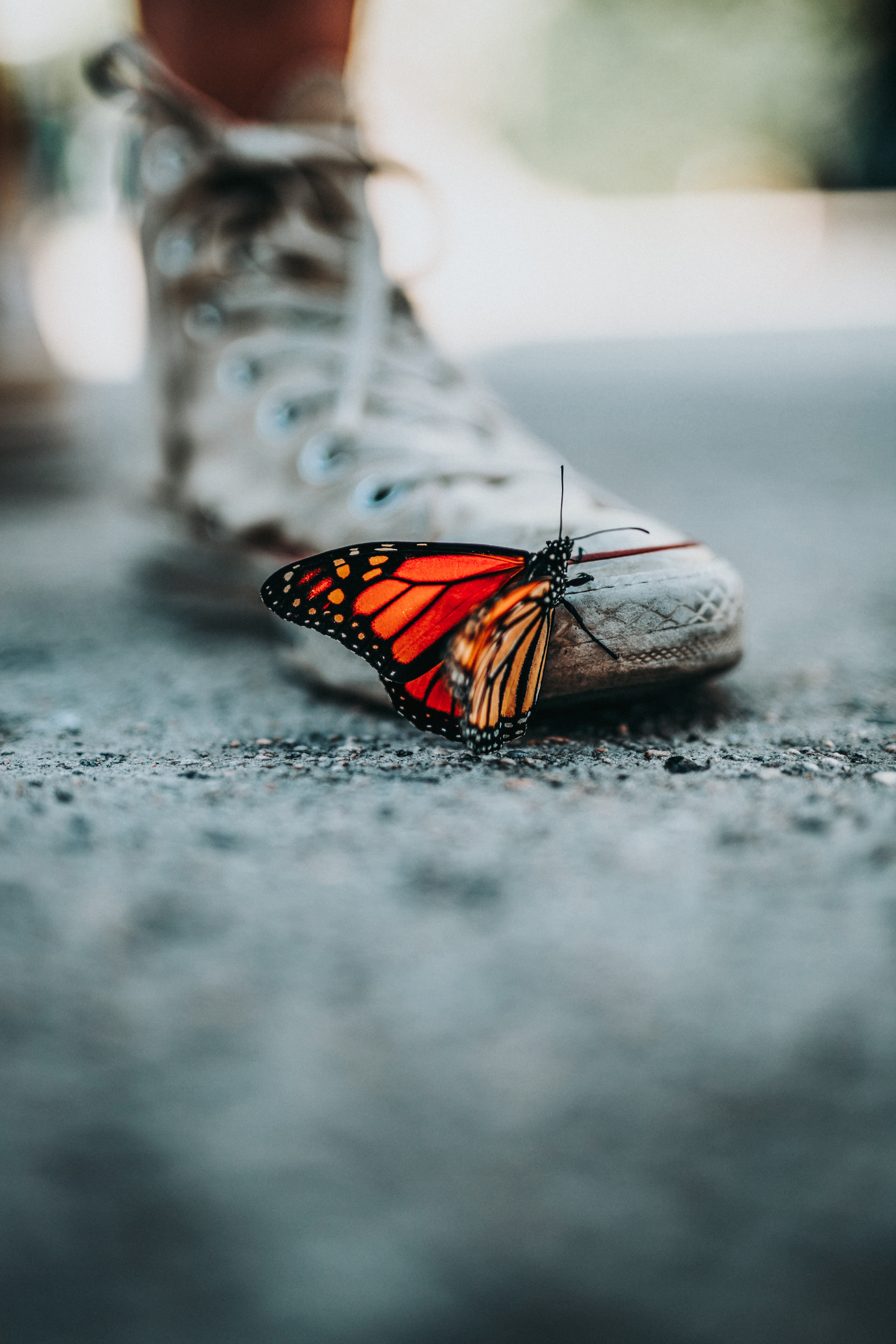 sneakers, butterfly, macro, blur, smooth, shoes