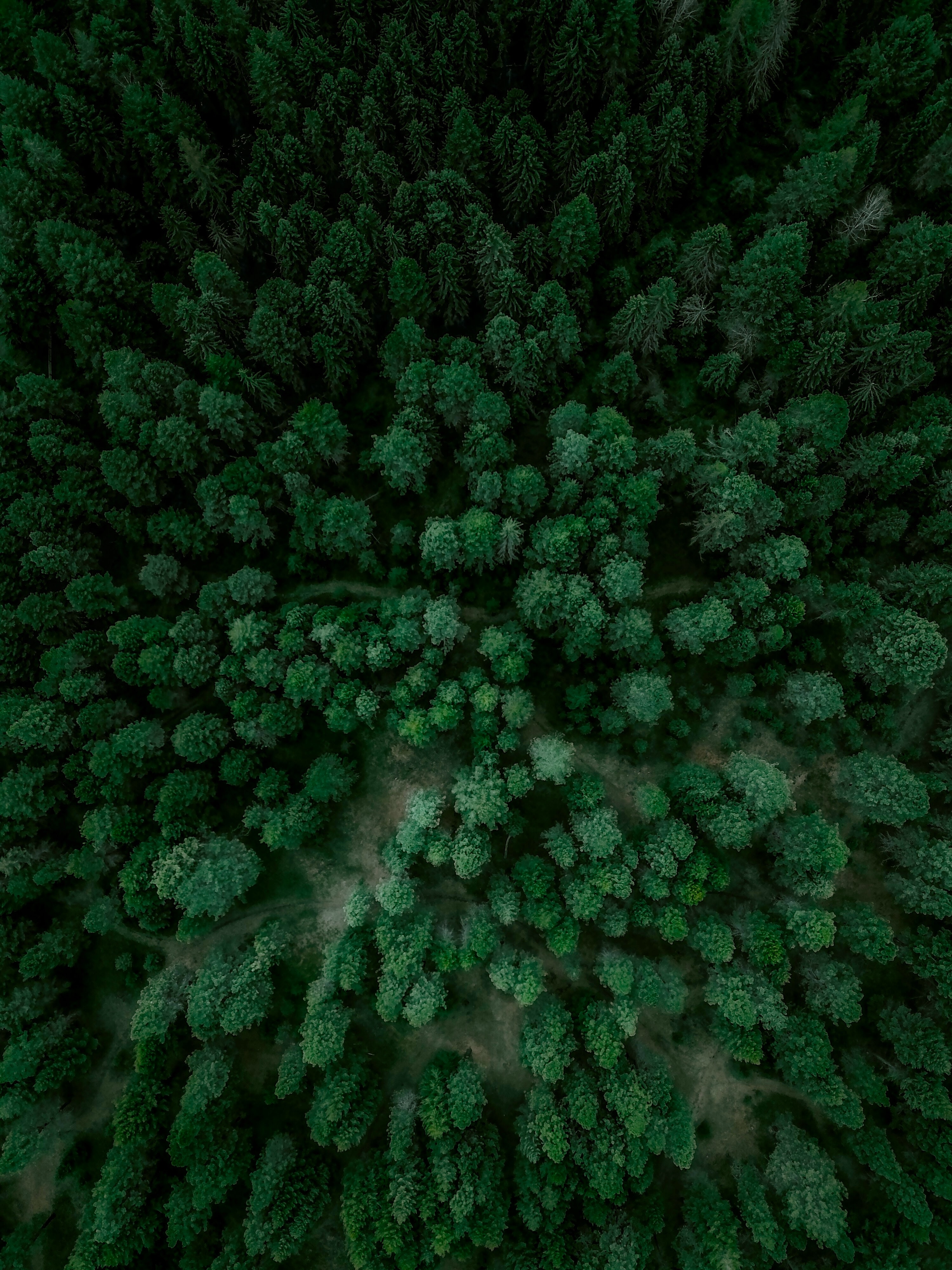 forest, nature, trees, view from above, spruce, fir 5K