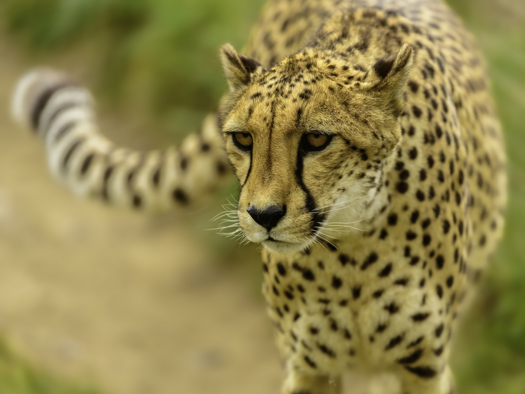 139082 download wallpaper animals, cheetah, muzzle, blur, smooth screensavers and pictures for free