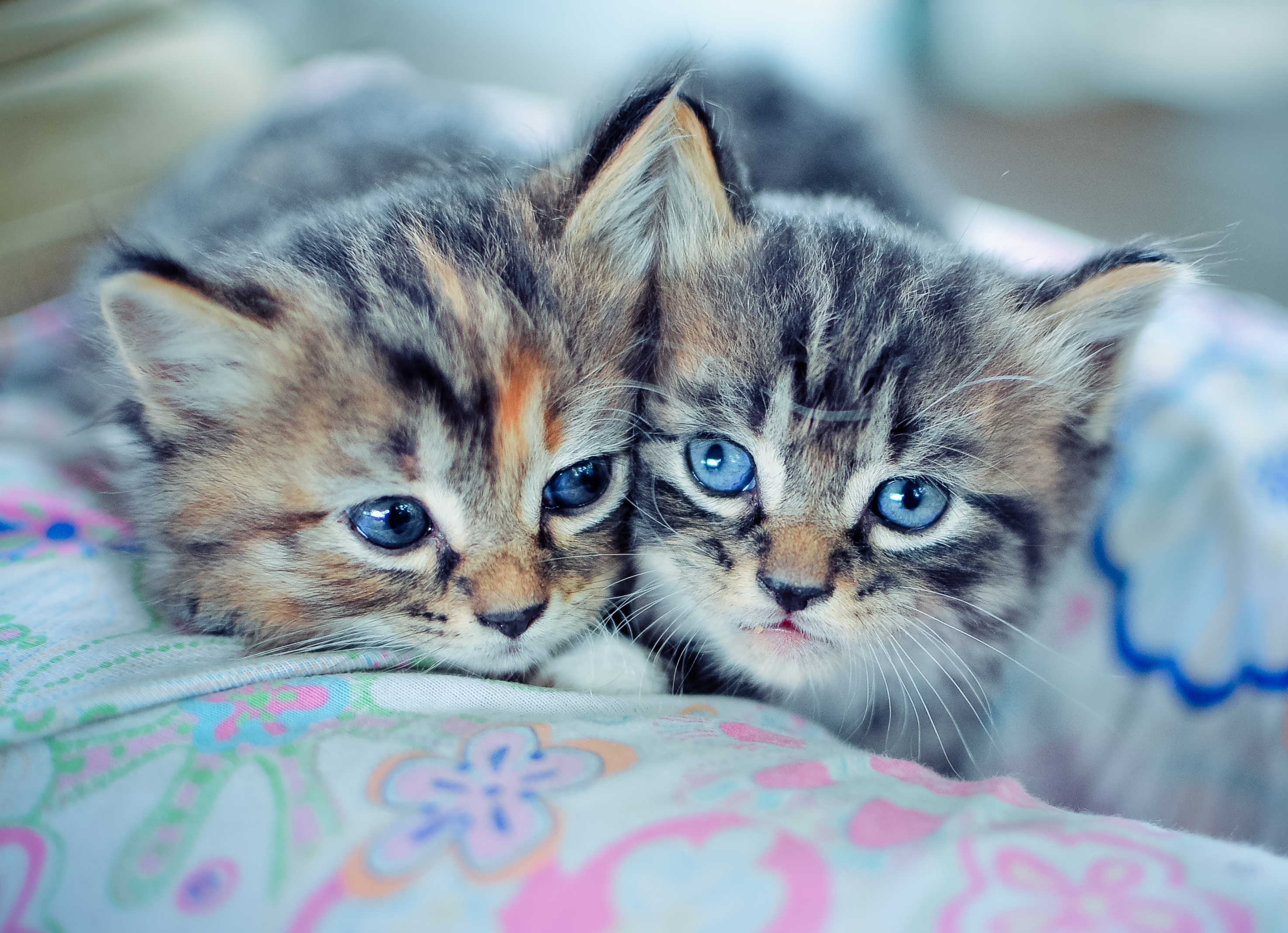 pair, animals, couple, to lie down, lie, cute, kittens 4K
