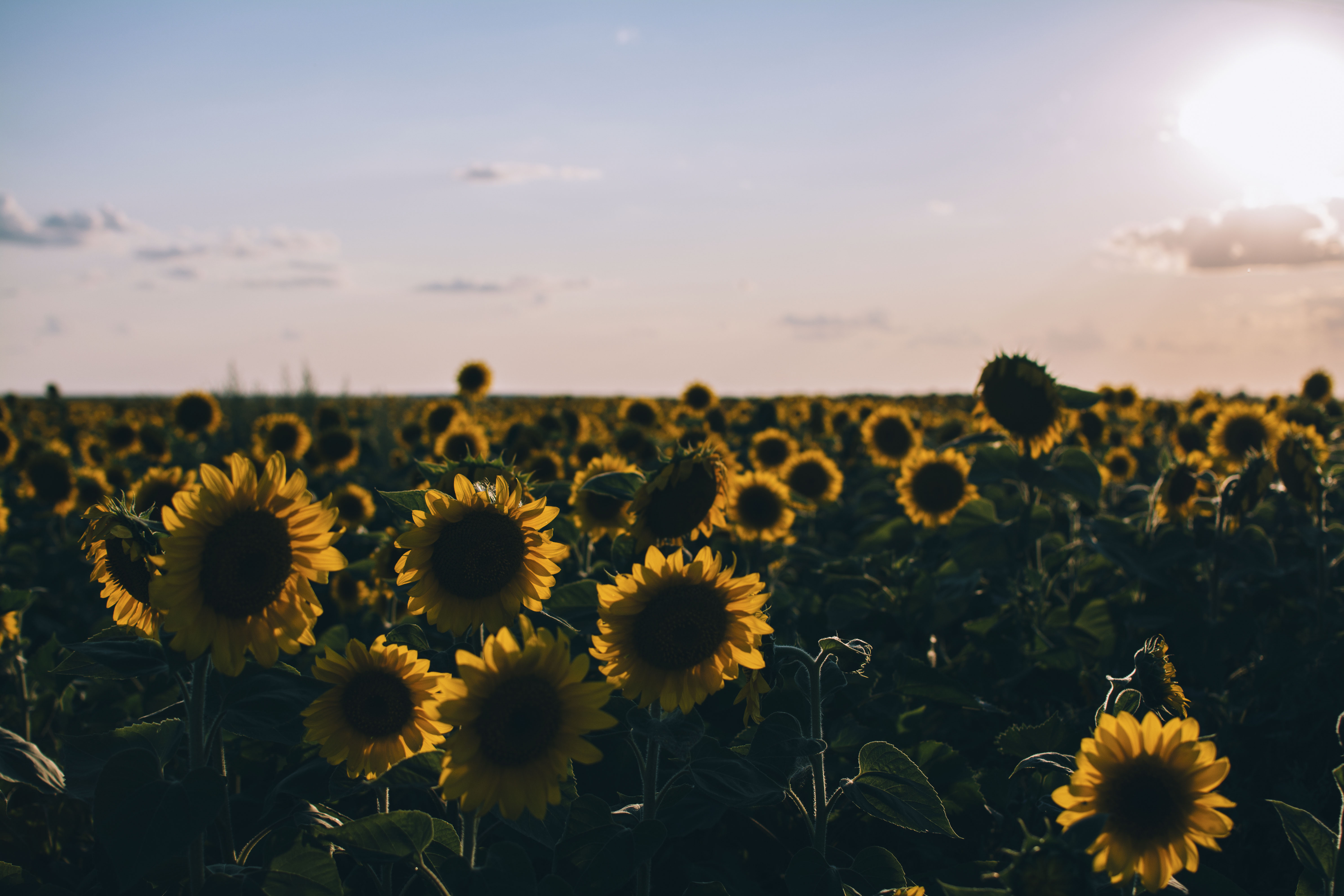 55663 Hintergrundbilder und Sonnenblumen Bilder auf dem Desktop. Laden Sie natur, sonnenblumen, feld, abend Bildschirmschoner kostenlos auf den PC herunter