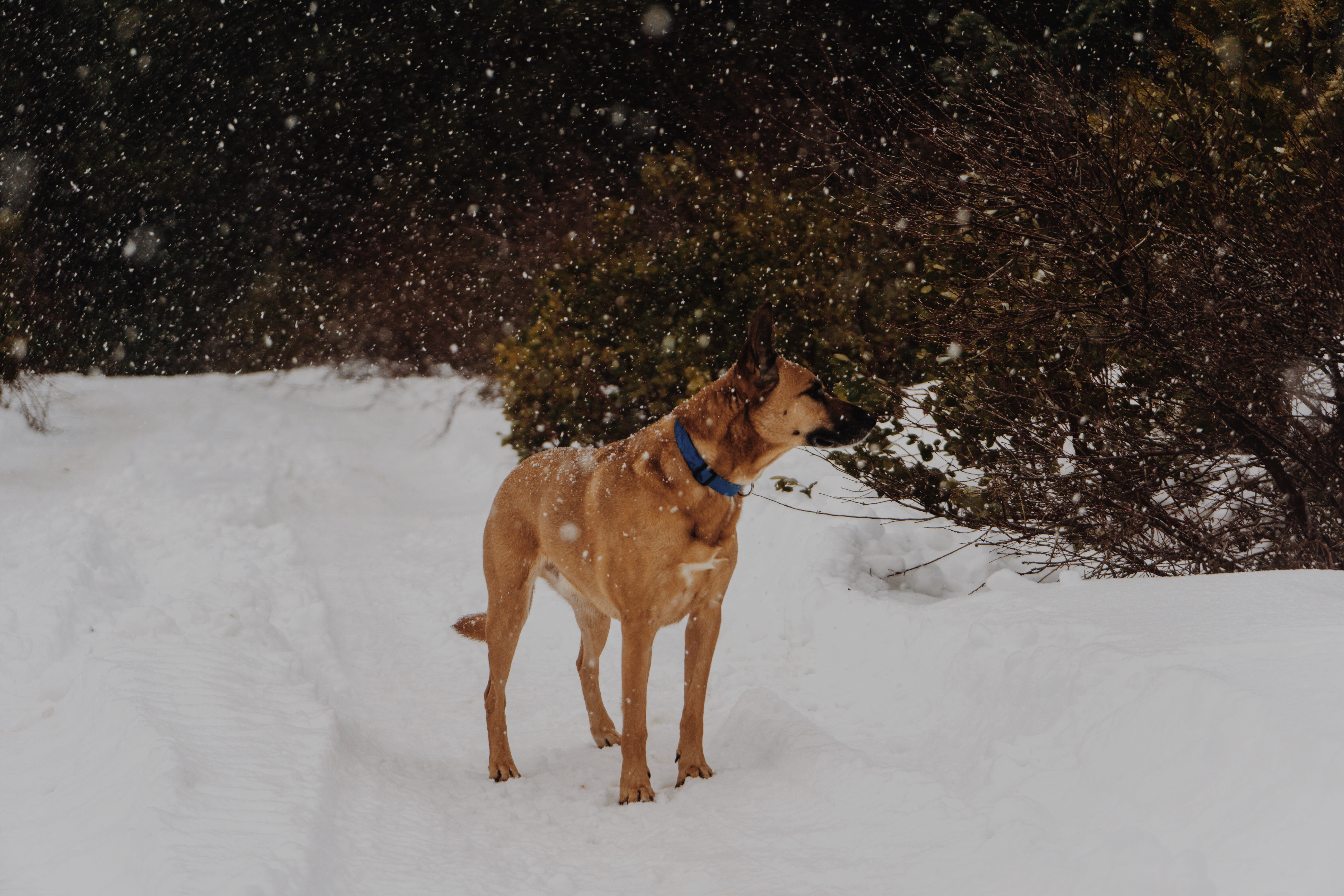 animals, dog, stroll, snowfall Phone Background