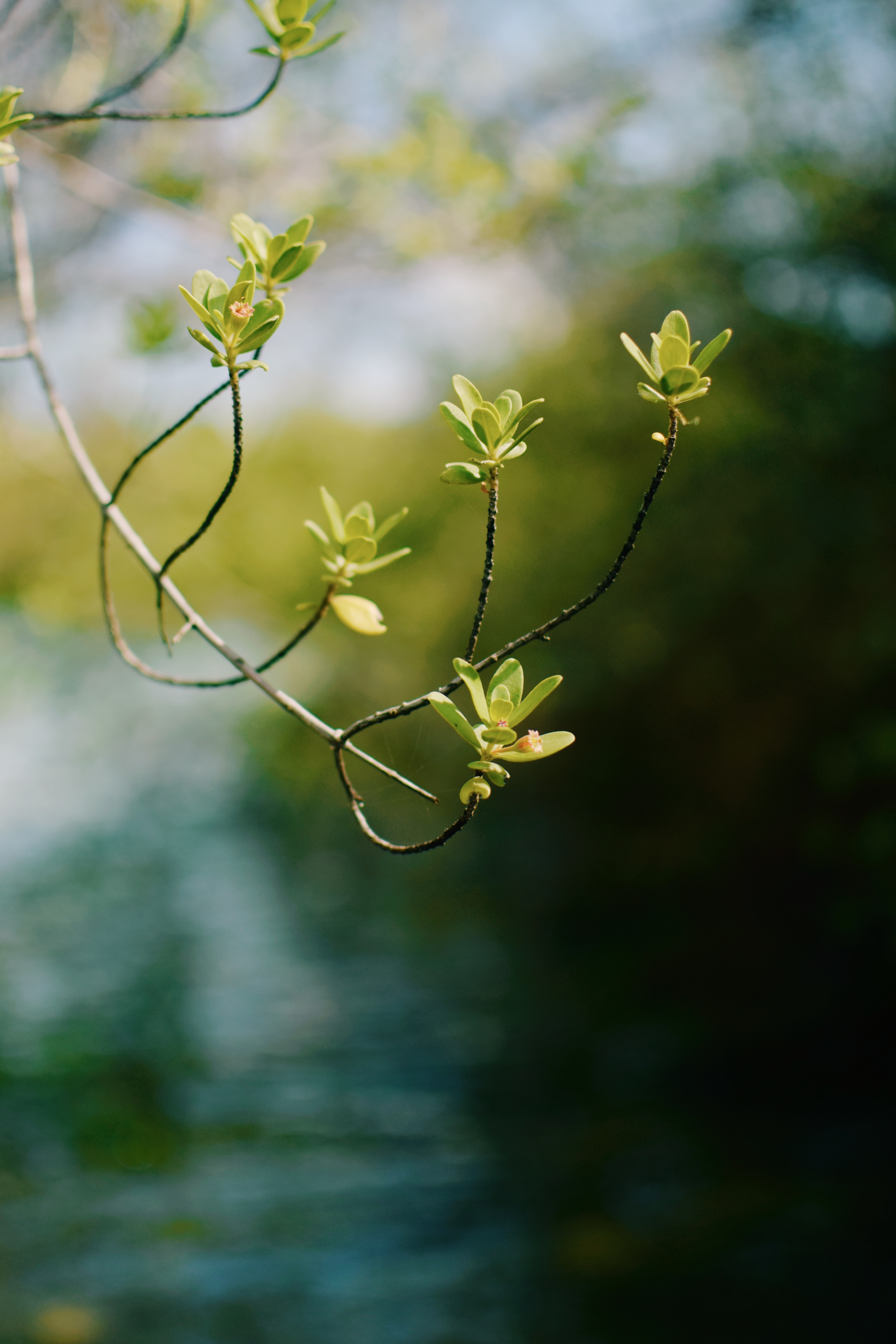 branch, nature, blur, smooth, leaves, focus