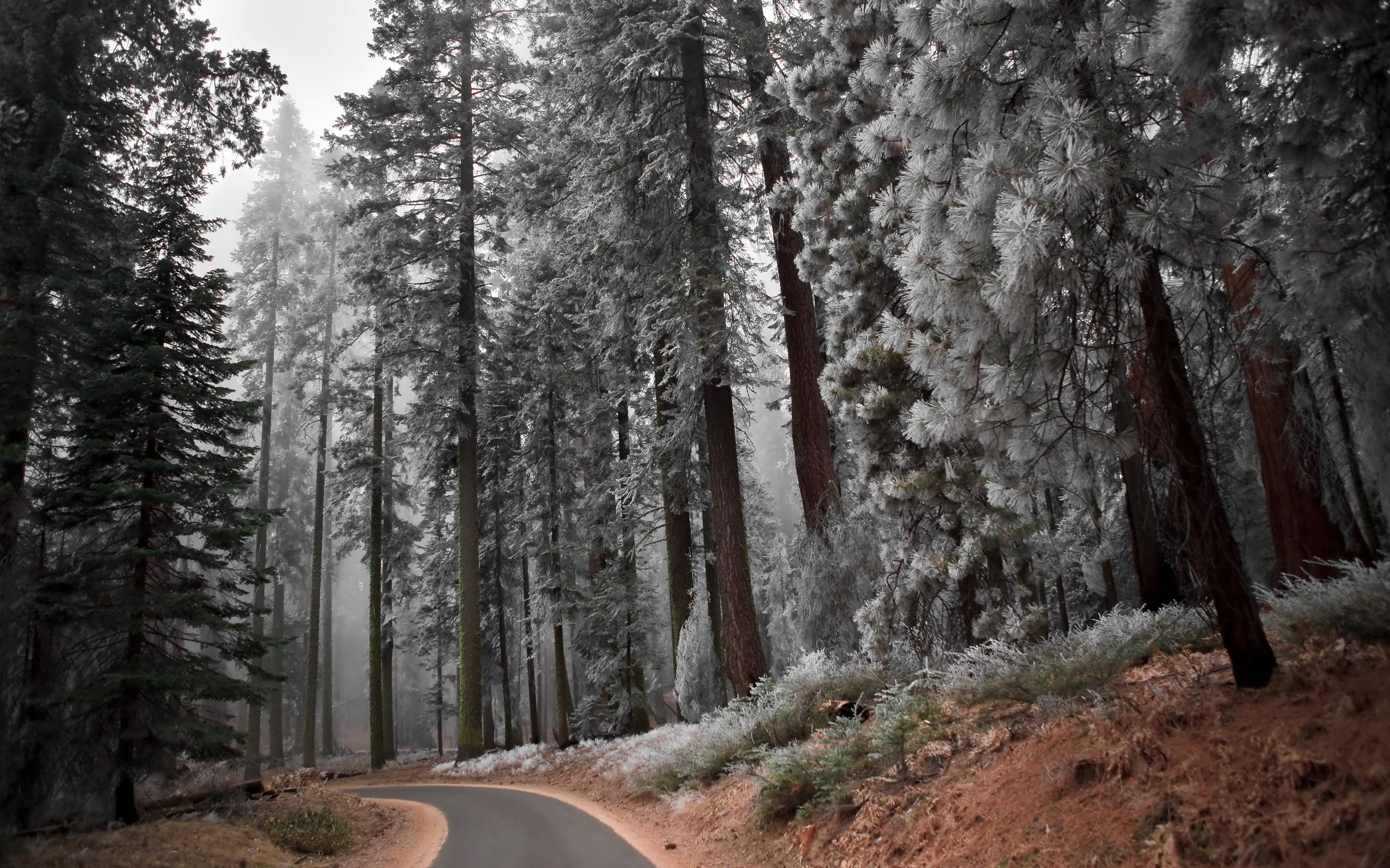 frost, slope, nature, pine, asphalt, silence, hoarfrost, descent, track images