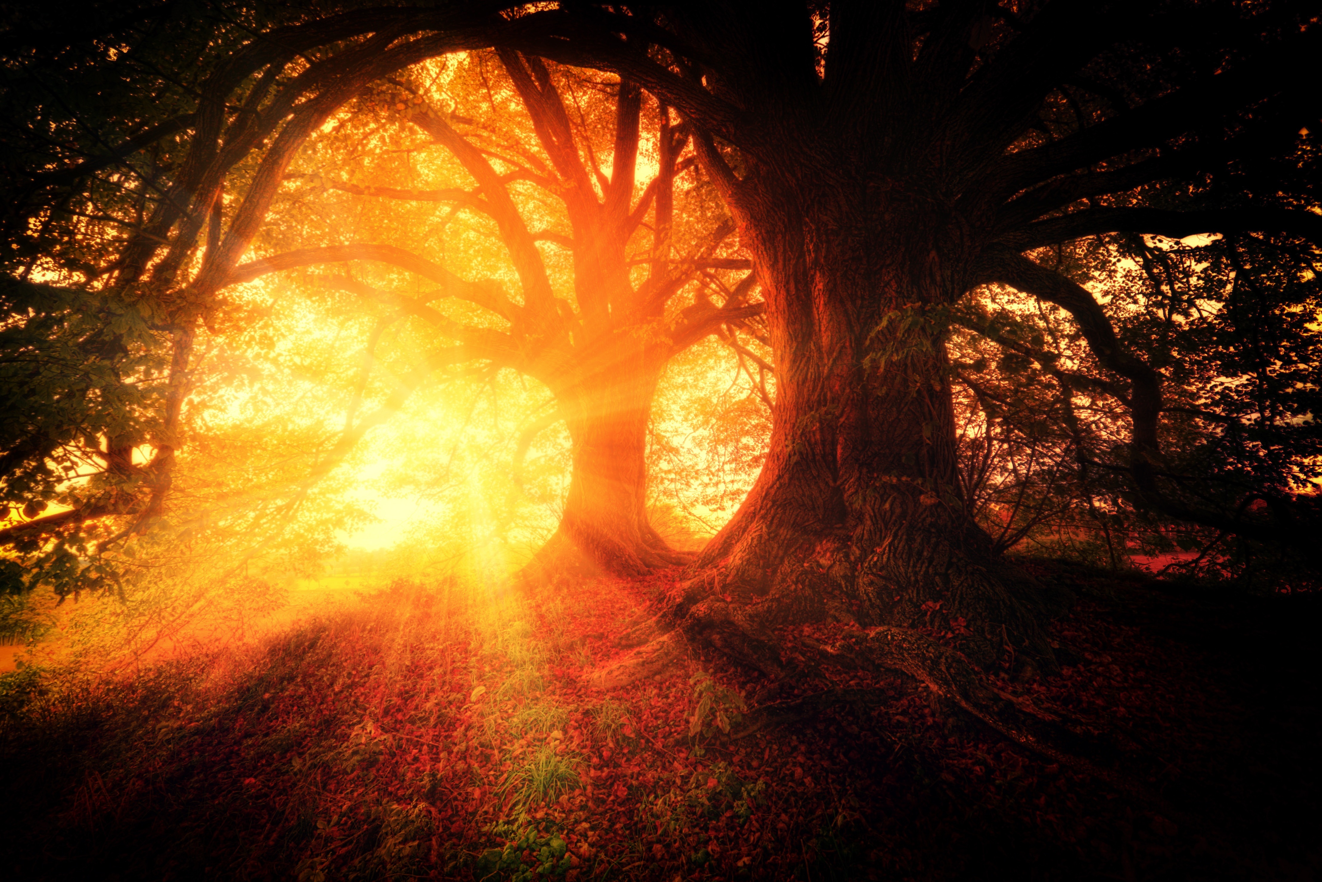 Laden Sie das Herbst, Natur, Bäume, Scheinen, Licht, Wald, Sonnenlicht-Bild kostenlos auf Ihren PC-Desktop herunter