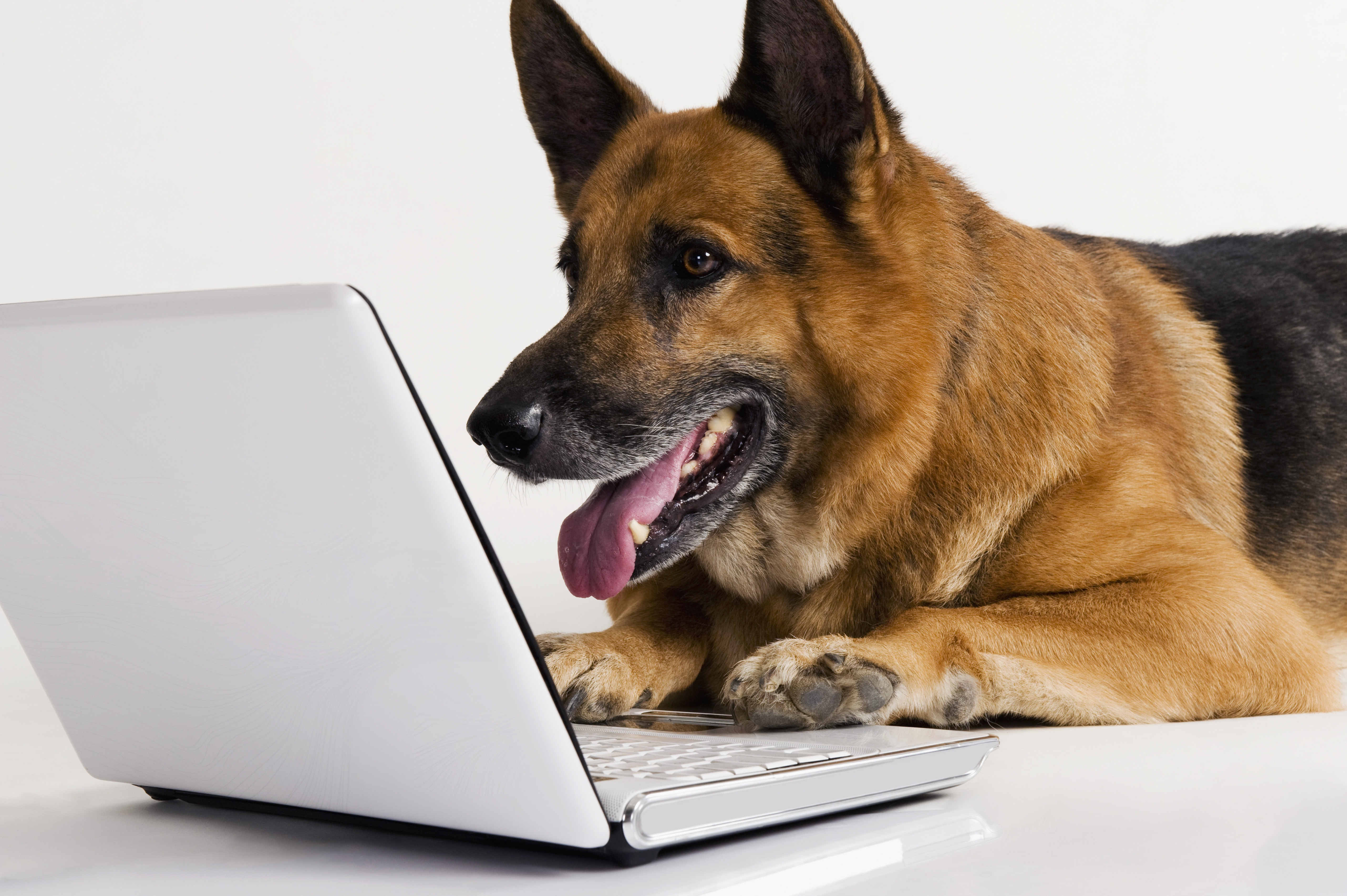 HD desktop wallpaper: Dogs, Animal, German Shepherd download free picture  #302193