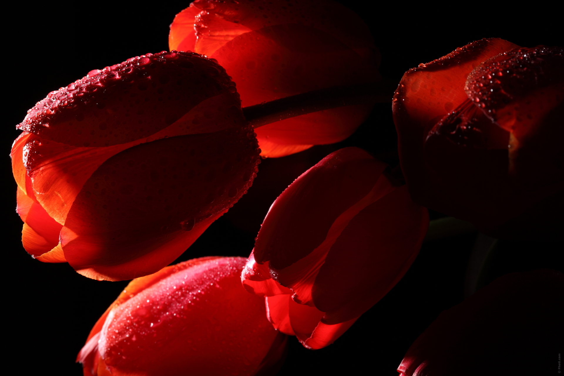 150817 Salvapantallas y fondos de pantalla Tulipanes en tu teléfono. Descarga imágenes de flores, tulipanes, drops, oscuro, sombra gratis