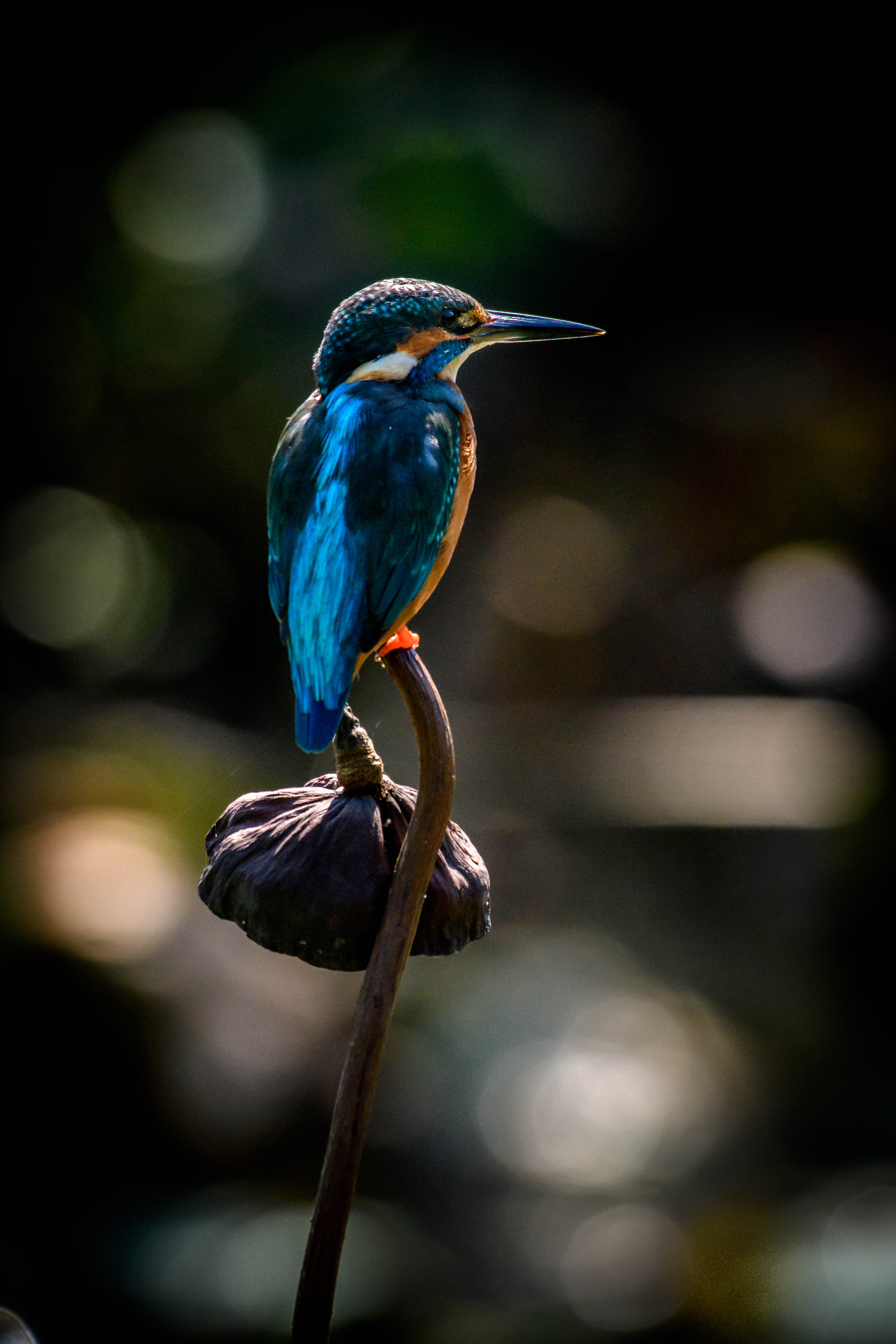 flower, animals, bird, beak, kingfisher phone background