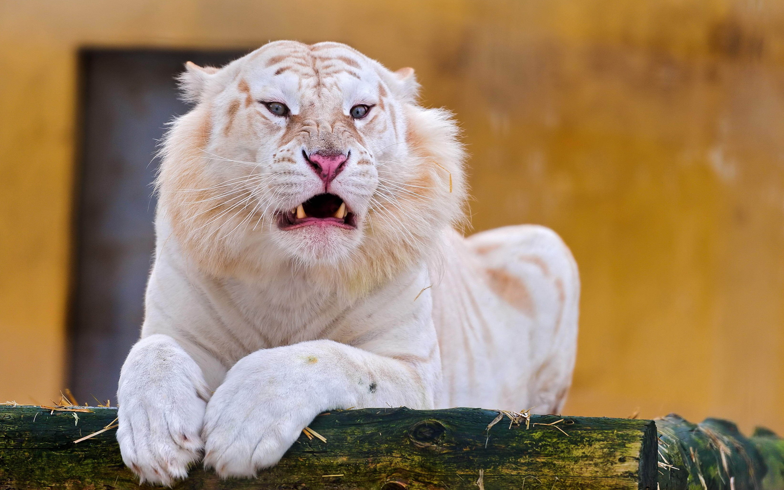 Золотой тигр альбинос