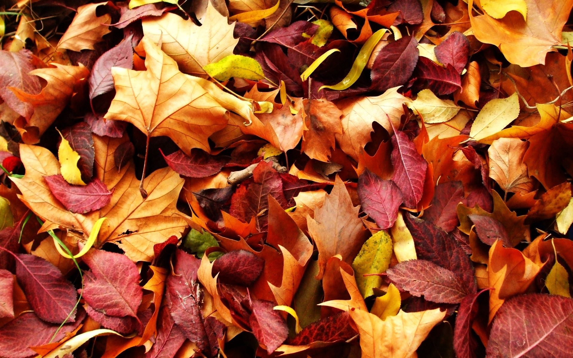 92360 Screensavers and Wallpapers Fallen for phone. Download nature, autumn, leaves, fallen pictures for free