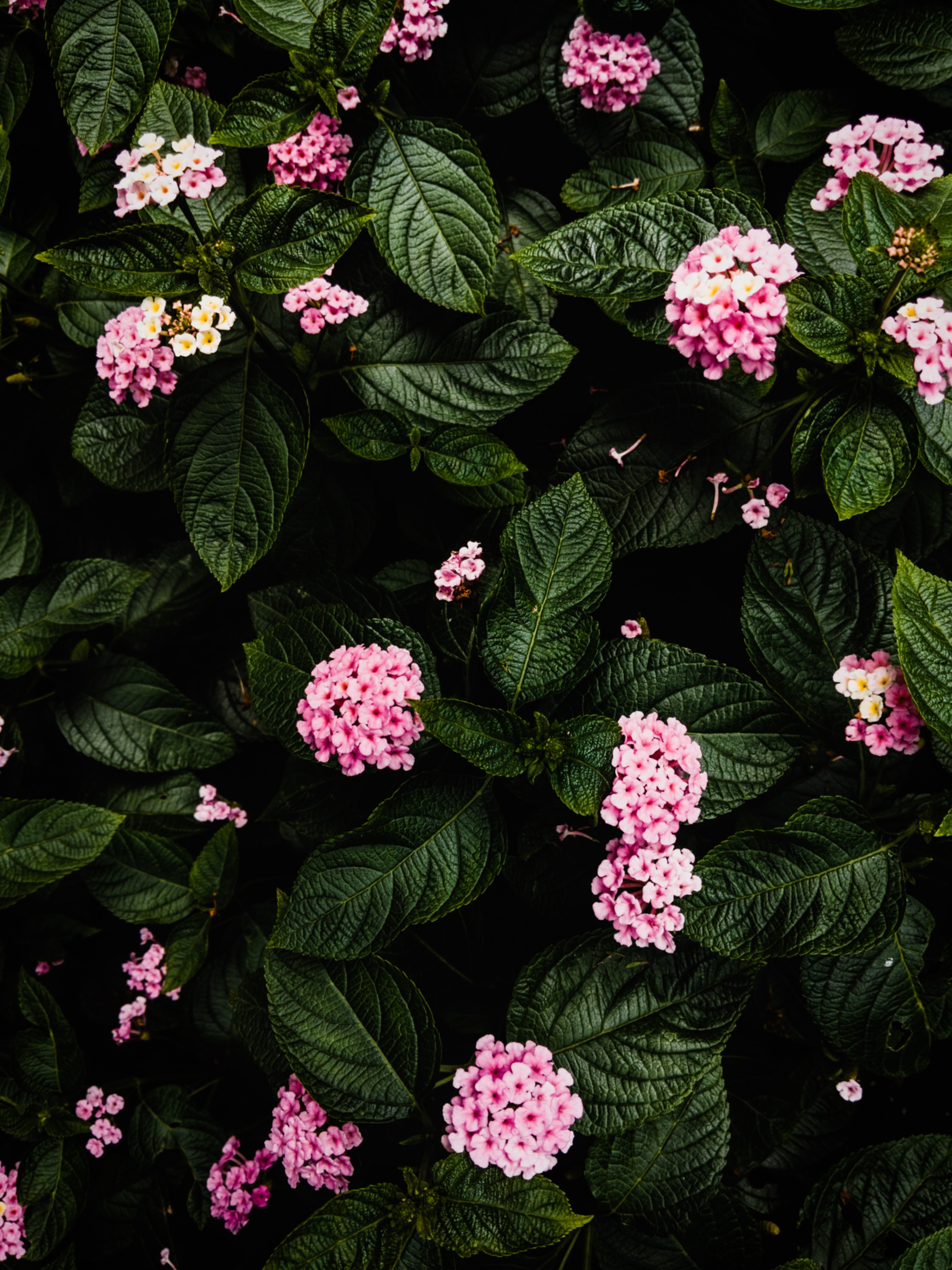 75542 Hintergrundbilder und Hortensie Bilder auf dem Desktop. Laden Sie pflanze, bush, rosa, busch Bildschirmschoner kostenlos auf den PC herunter