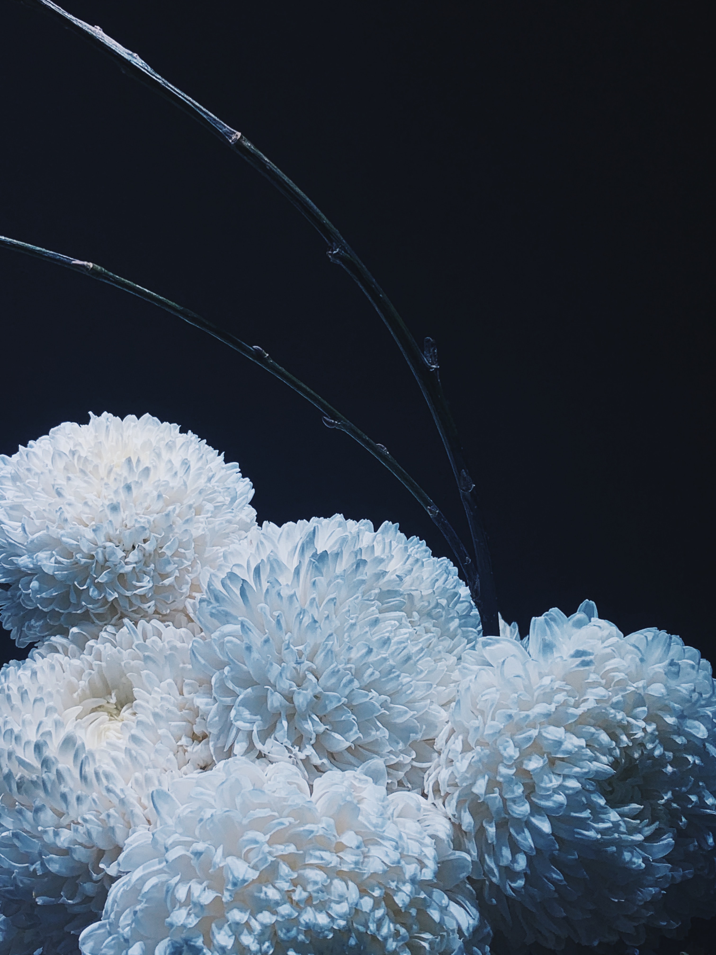107399 download wallpaper flowers, chrysanthemum, white, bouquet screensavers and pictures for free